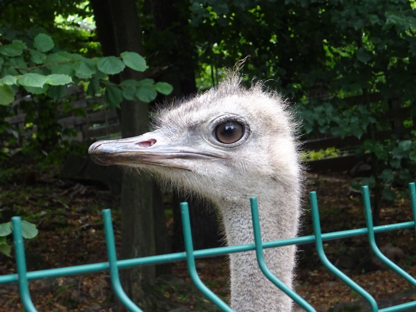 Sony DSC-HX60V sample photo. The ostrich, animal, bird photography