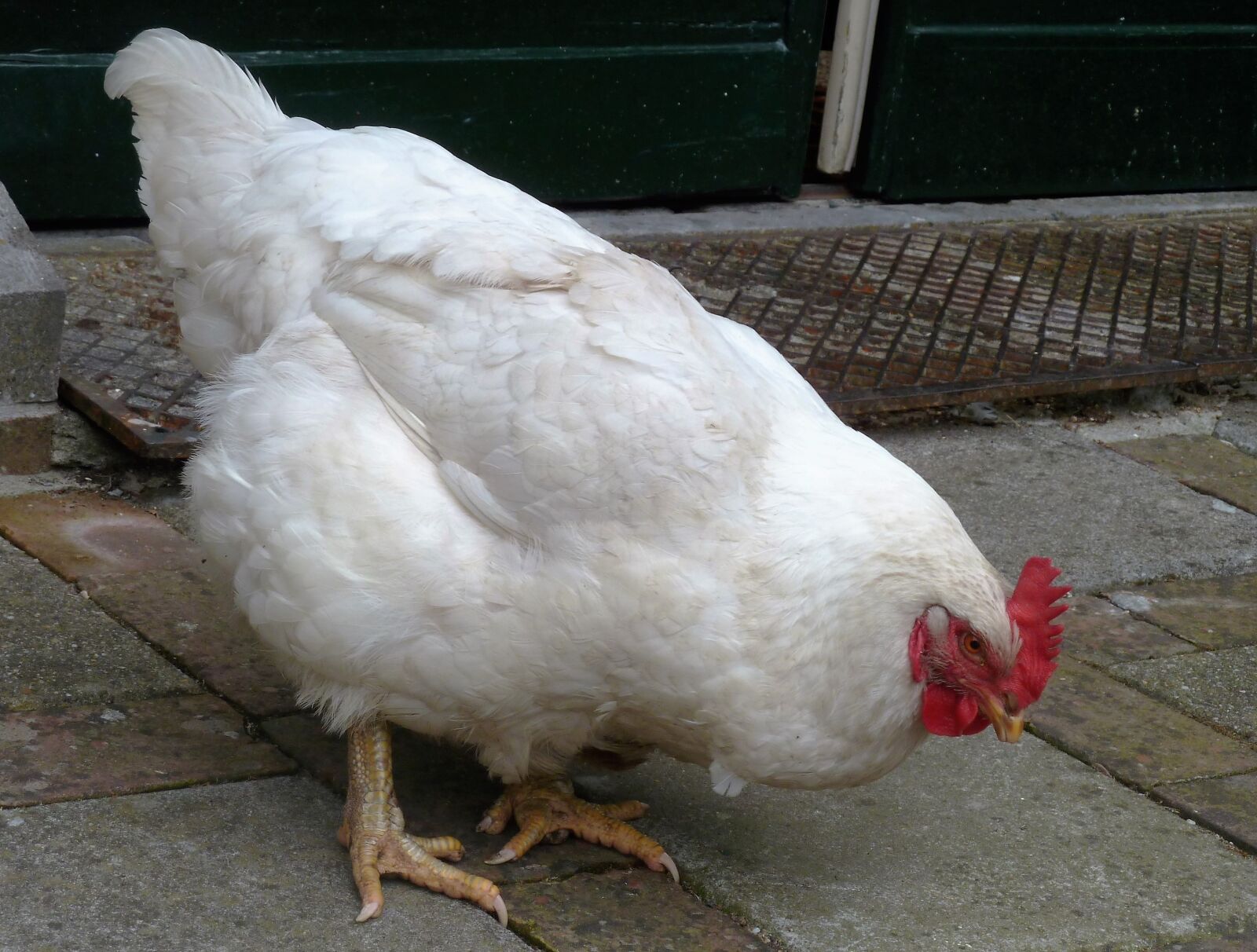 Panasonic Lumix DMC-ZS5 (Lumix DMC-TZ8) sample photo. Animal, chicken, legs photography