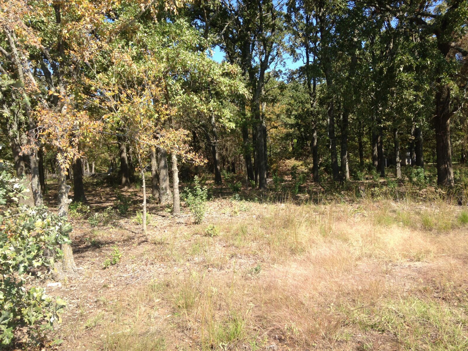 iPhone 5 back camera 4.12mm f/2.4 sample photo. Trees, summer, forest photography