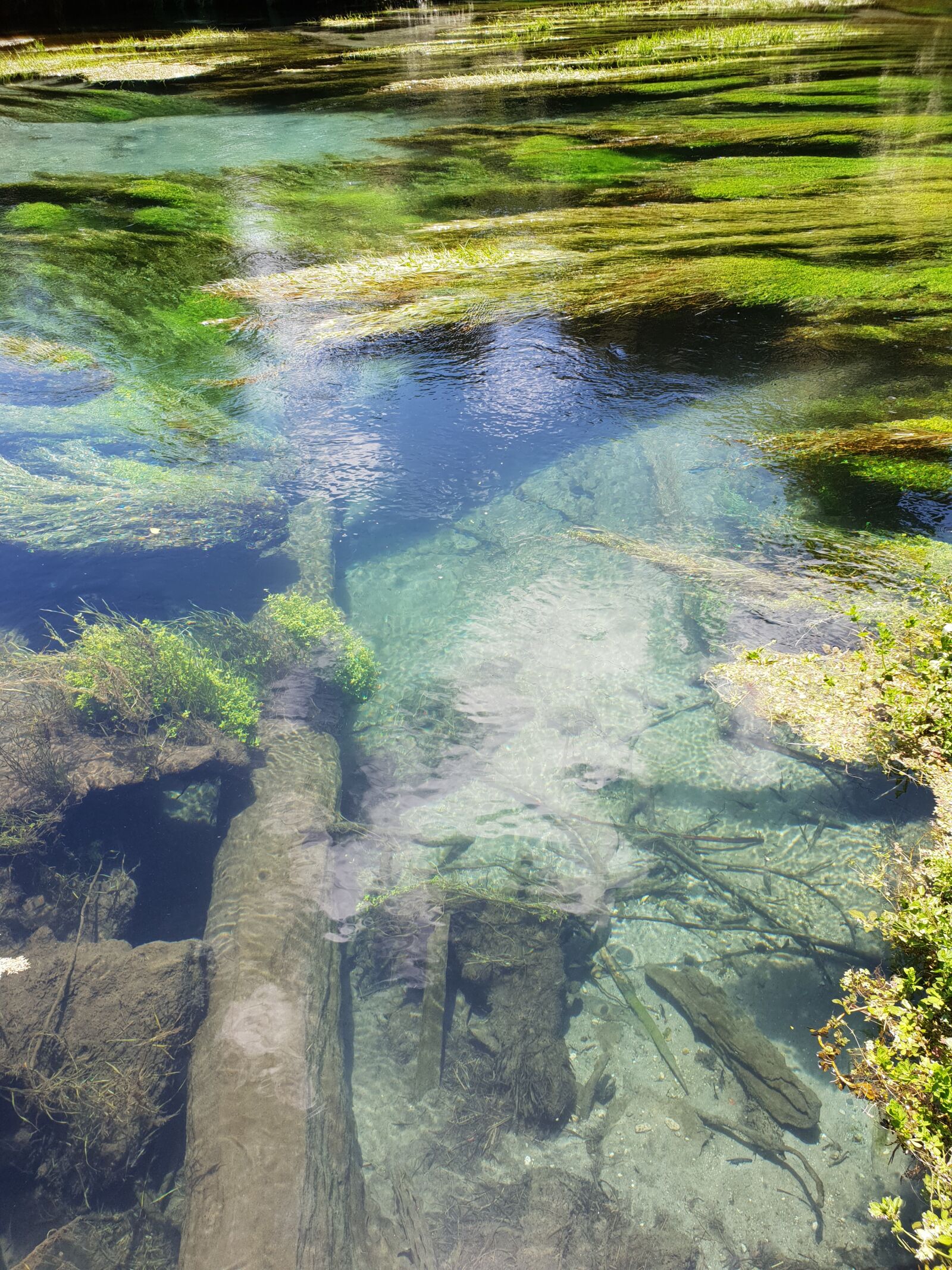 Samsung Galaxy S9+ sample photo. Water, clear, seaweed photography