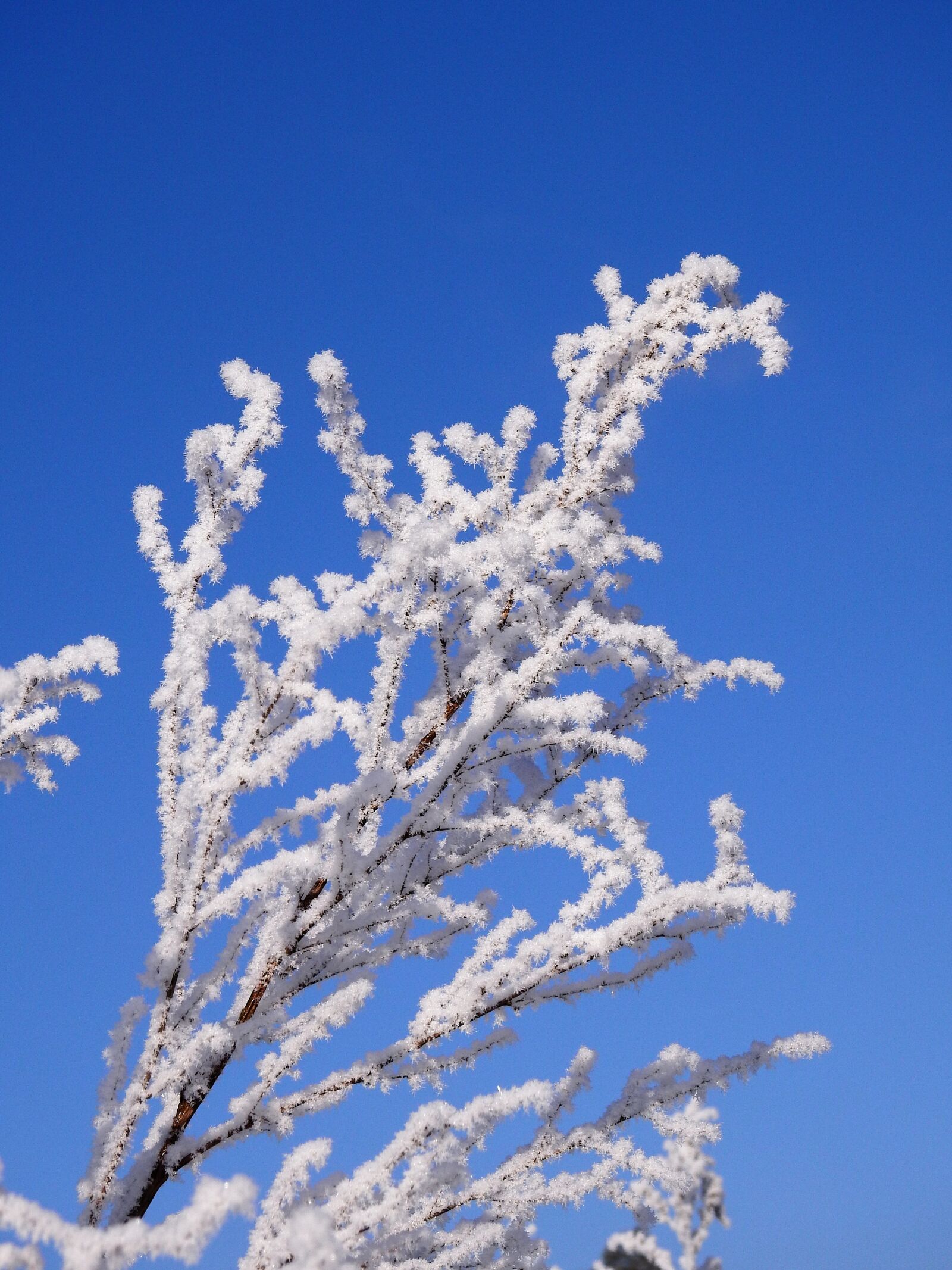 Nikon Coolpix P900 sample photo. Winter, cold, ice photography