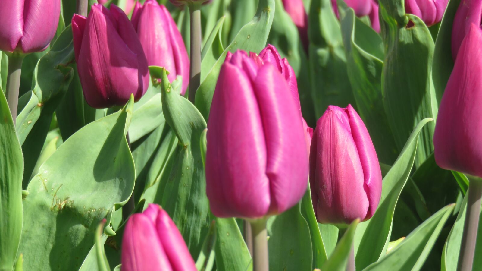 Canon PowerShot SX710 HS sample photo. Tulip, nature, flora photography