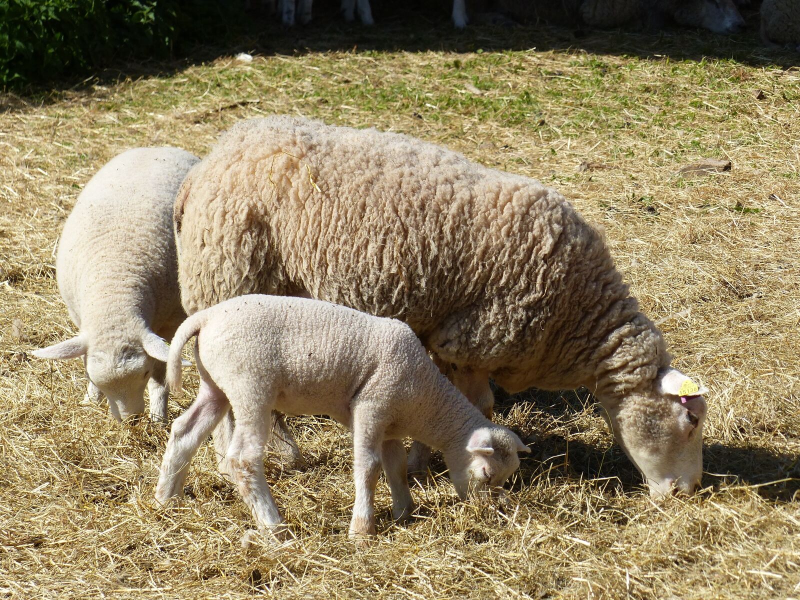 Panasonic Lumix DMC-FZ200 sample photo. Lamb, may, animals photography