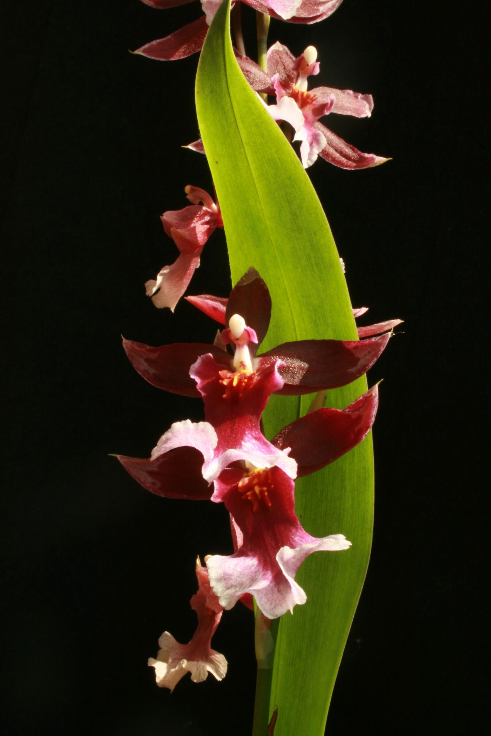 Canon EOS 400D (EOS Digital Rebel XTi / EOS Kiss Digital X) sample photo. Orchid, flower, plant photography