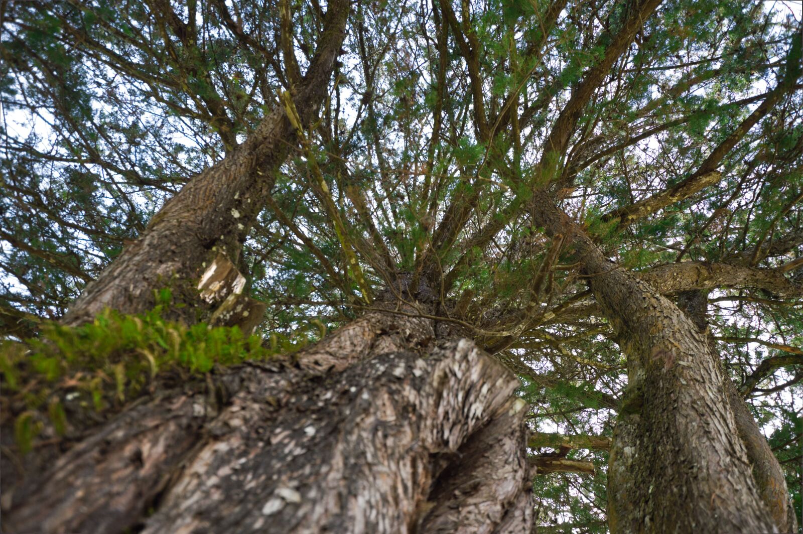 Nikon D3200 sample photo. Costa rica, trunk, wood photography