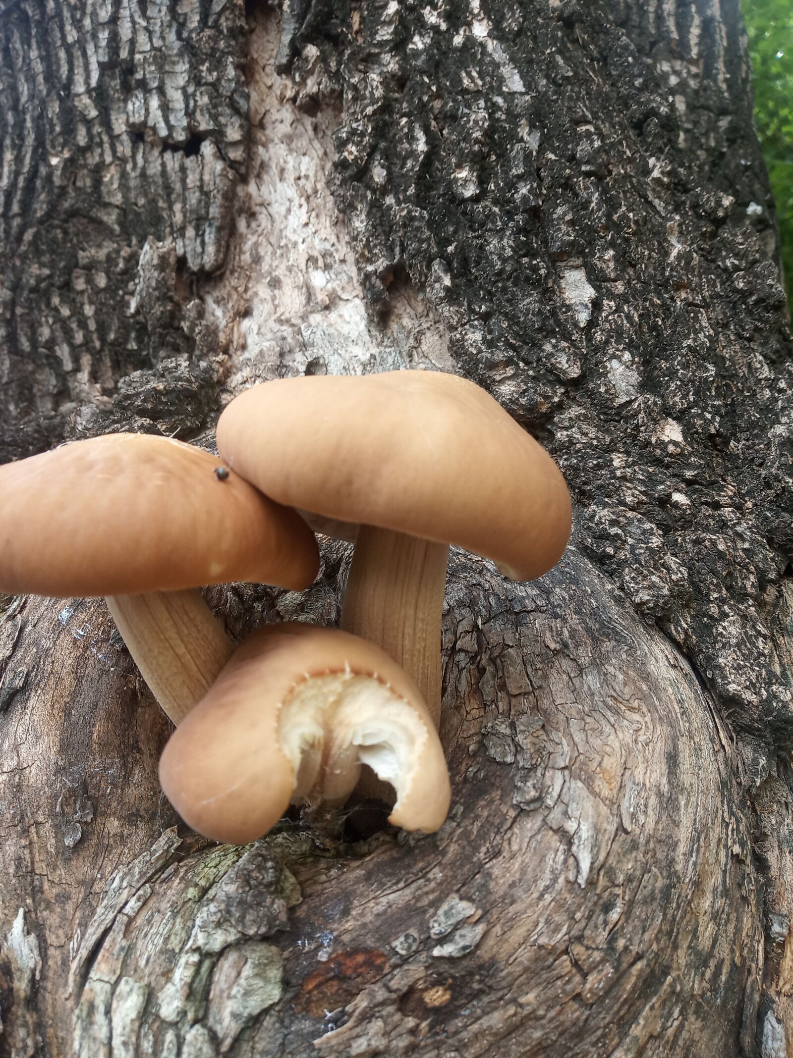 Xiaomi Redmi 6 sample photo. Fungus, mushrooms, lonely photography