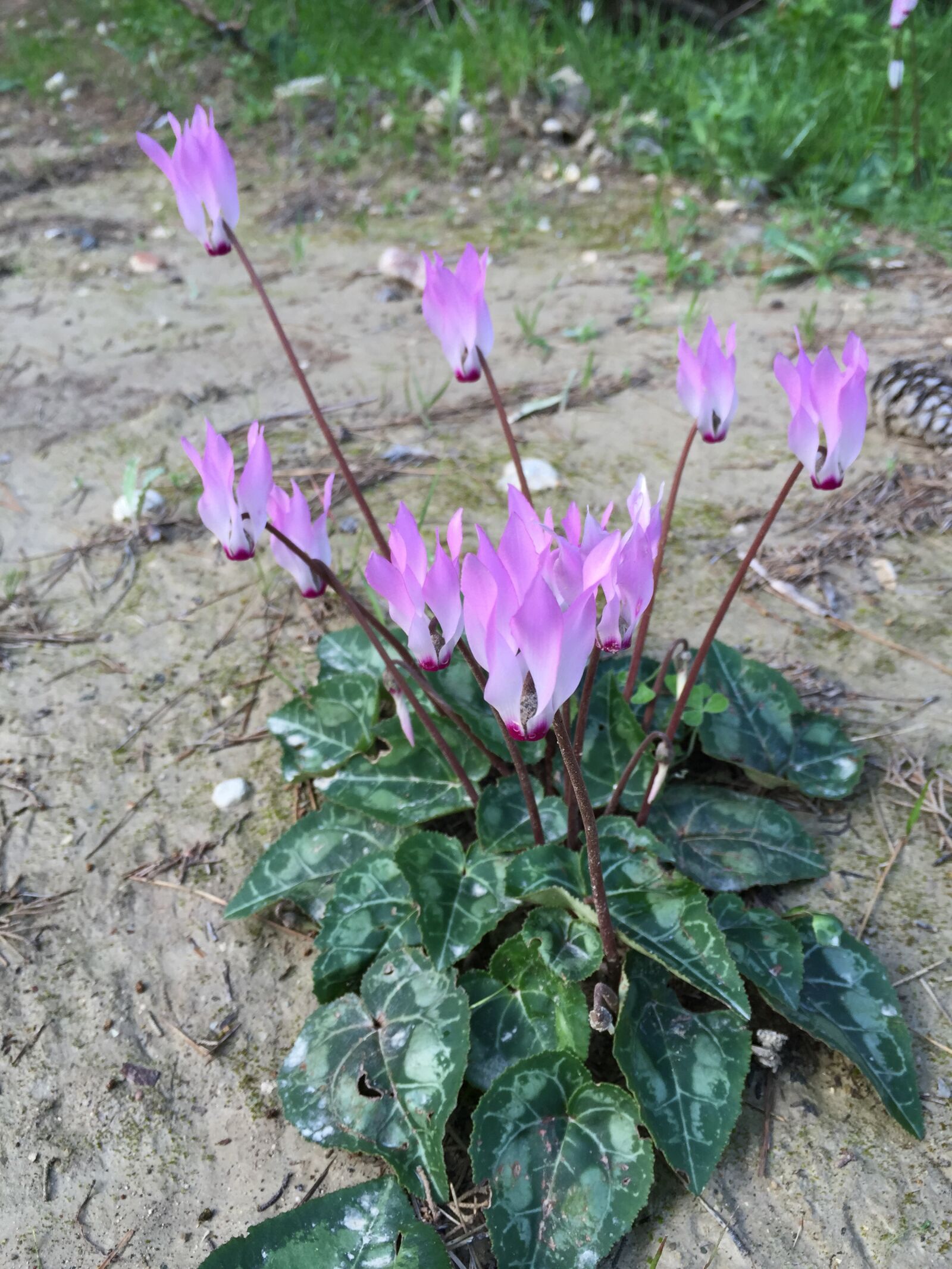iPhone 6 back camera 4.15mm f/2.2 sample photo. Cyclamens, flowers, nature photography