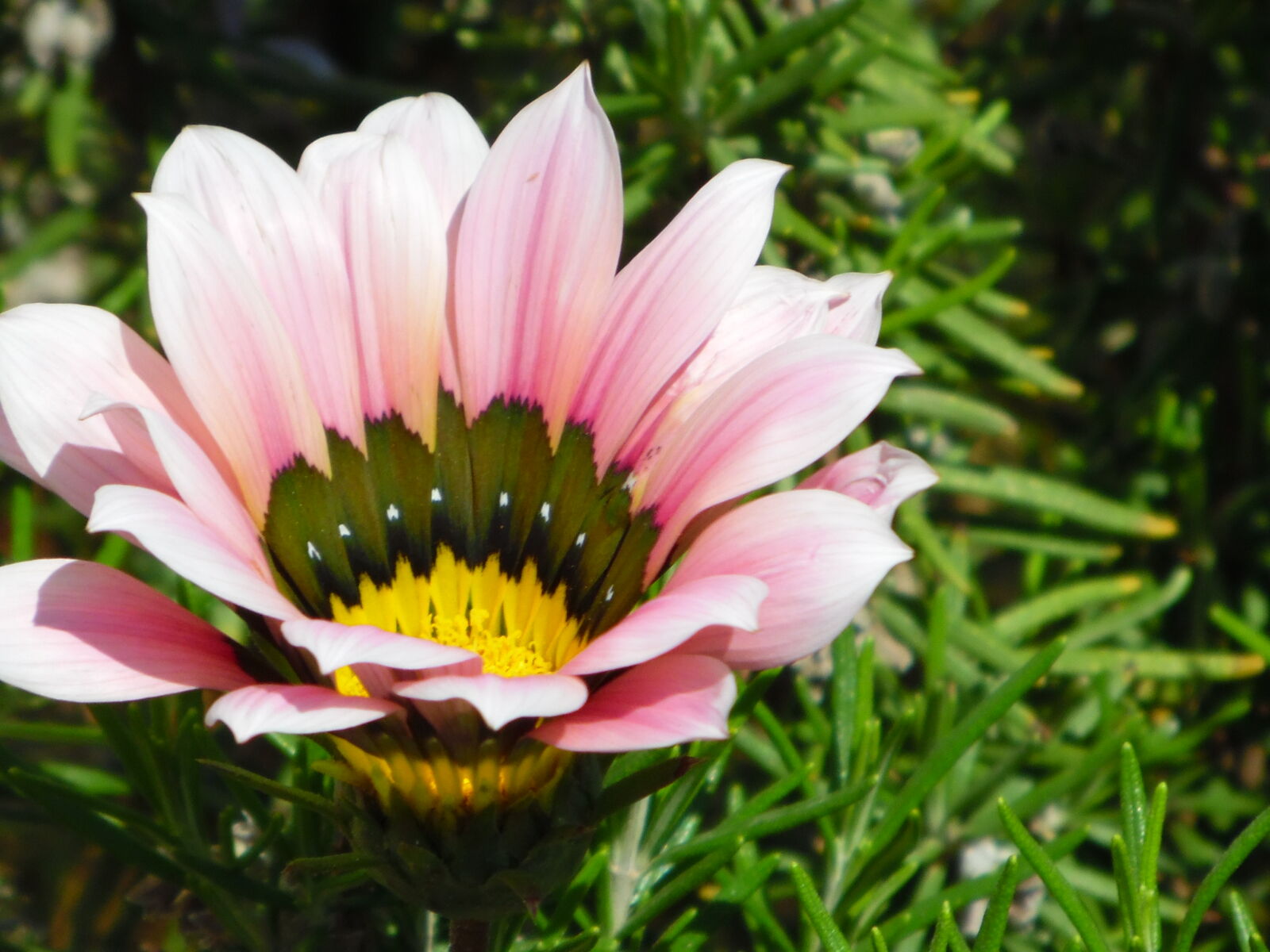 Samsung WB1100F/WB1101F/WB1102F sample photo