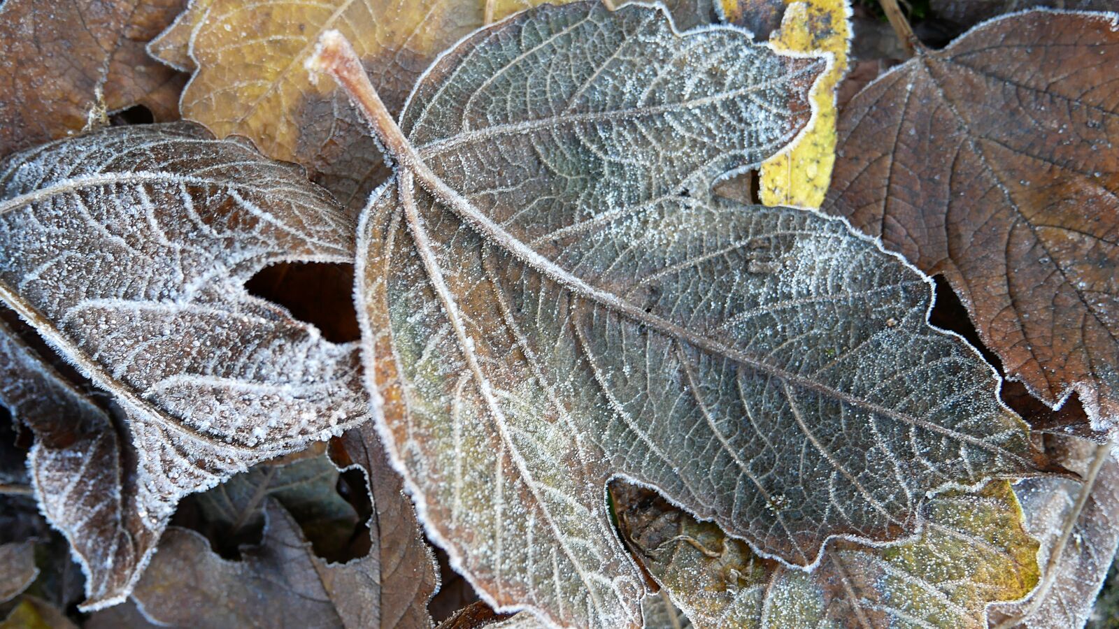 Panasonic Lumix DMC-GX85 (Lumix DMC-GX80 / Lumix DMC-GX7 Mark II) sample photo. Frost, autumn, cold photography