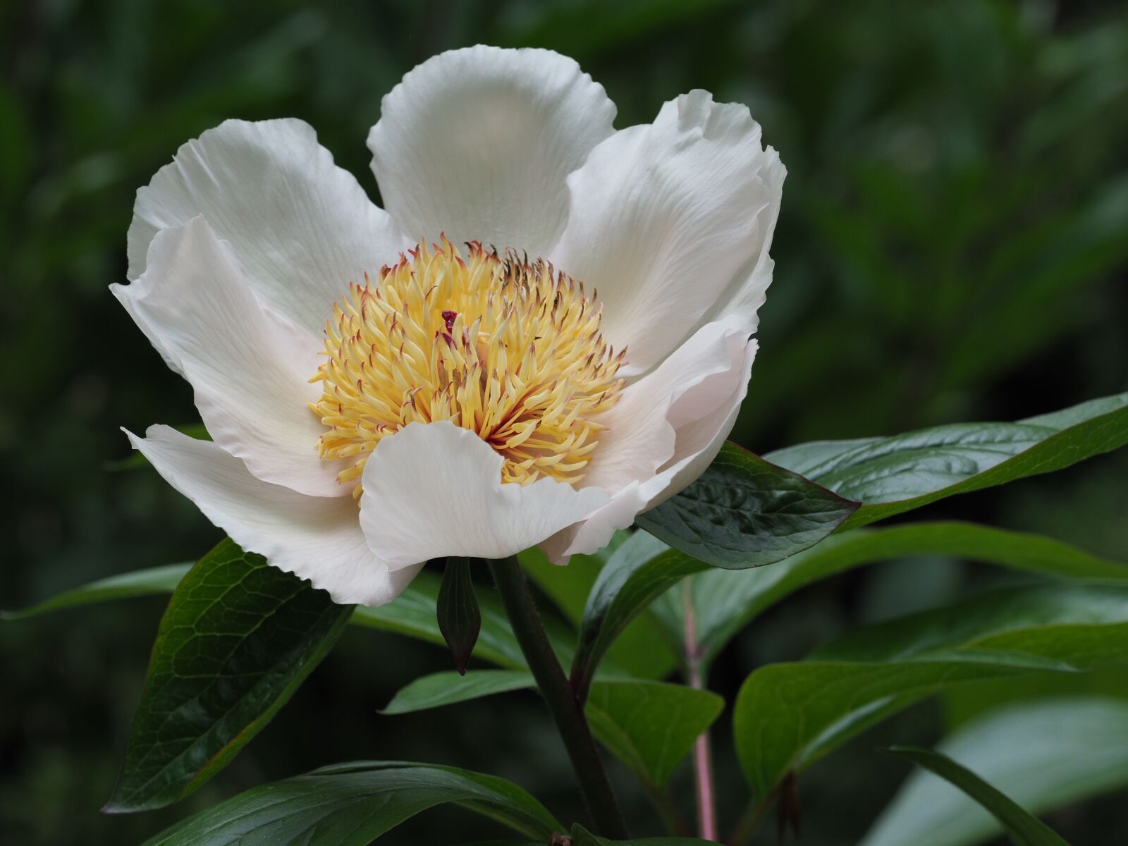 Olympus OM-D E-M1 Mark II + Olympus M.Zuiko Digital ED 40-150mm F2.8 Pro sample photo. Flower, flora, white photography