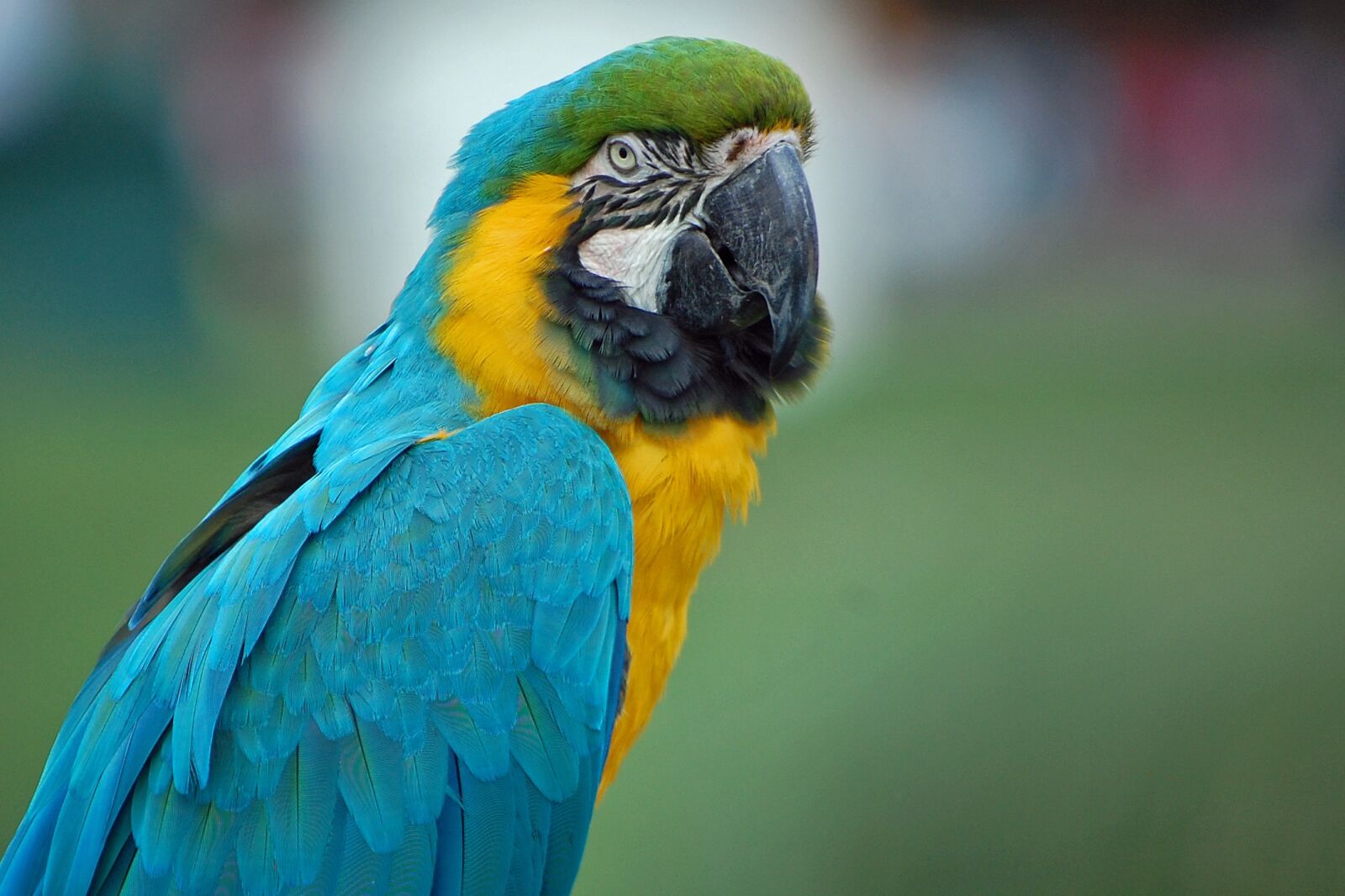 Nikon D40 sample photo. Parrot, macaw, close photography