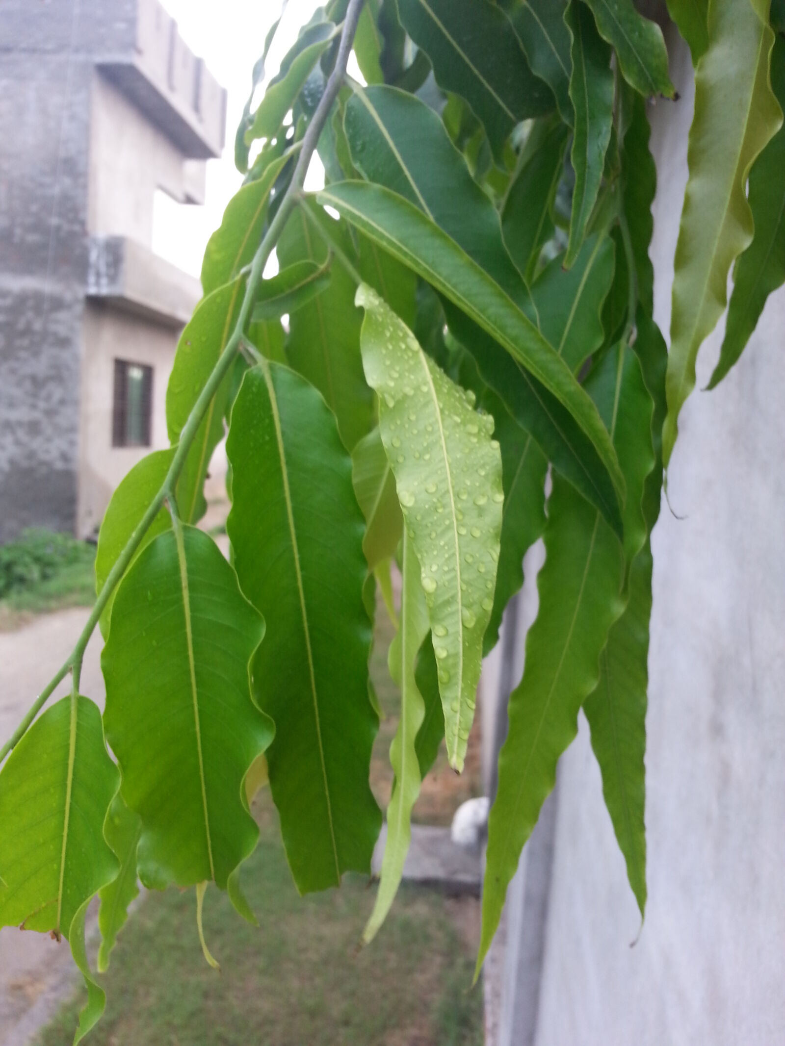 Samsung Galaxy S3 sample photo