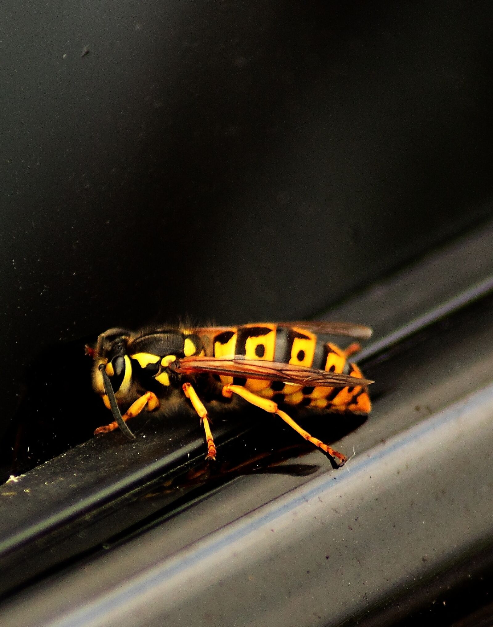 Canon EOS 1100D (EOS Rebel T3 / EOS Kiss X50) sample photo. Hornet, insect, close up photography