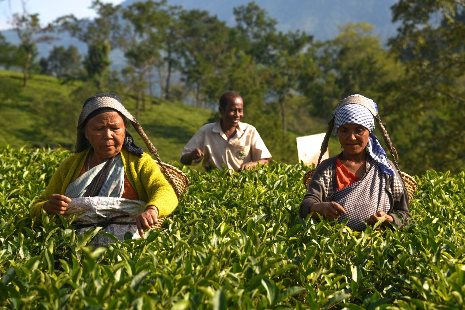 Nikon D750 sample photo. Worker, tea garden, labour photography