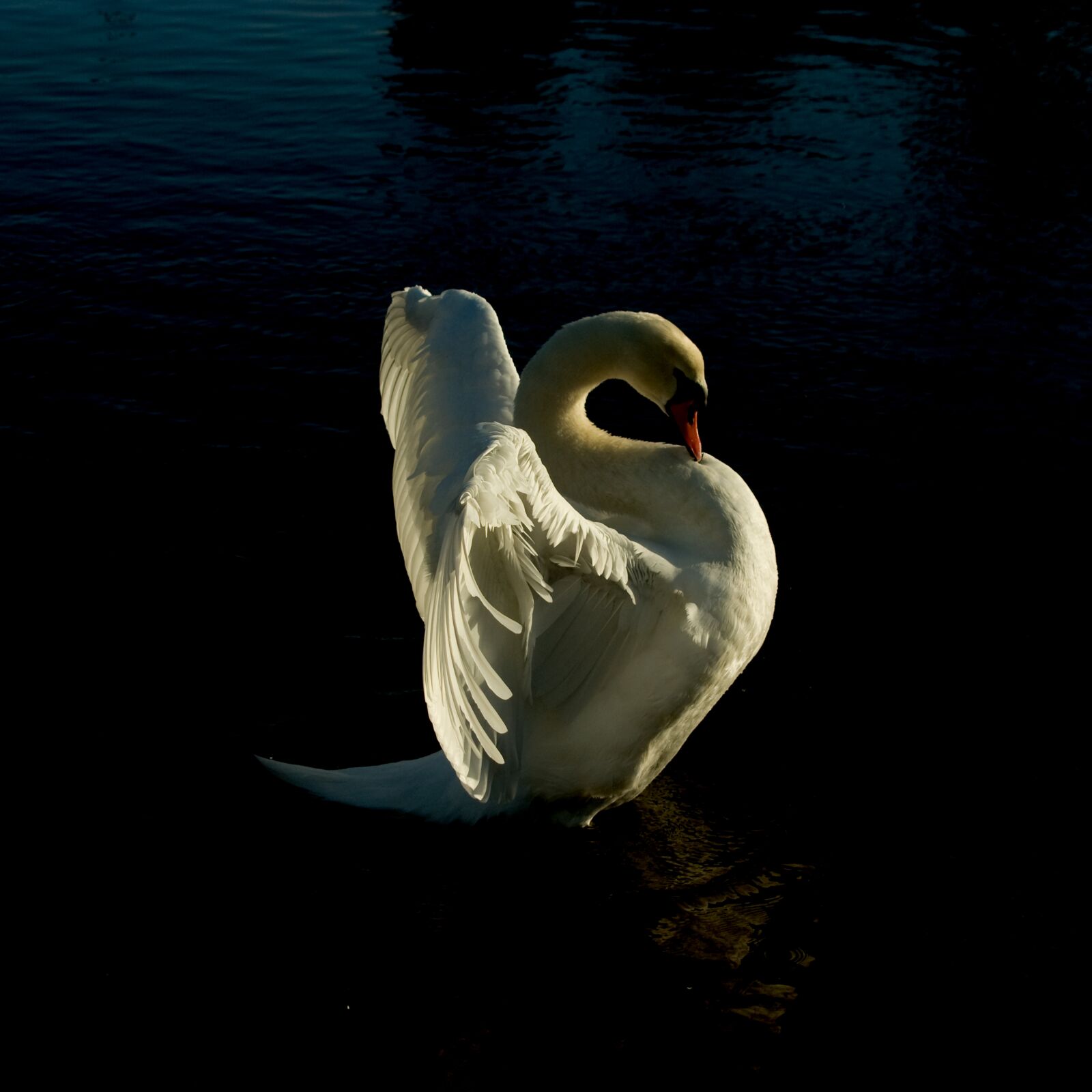 Pentax K200D sample photo. Swan, dawlish, texture photography