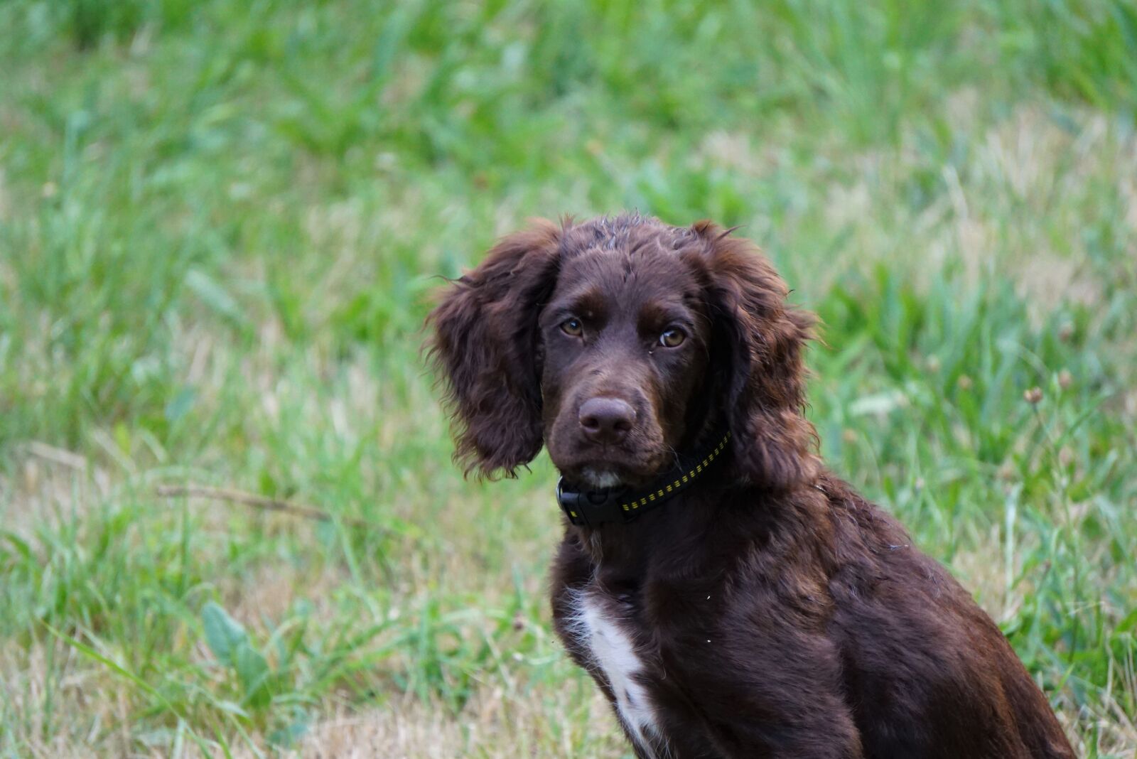 Sony E 55-210mm F4.5-6.3 OSS sample photo. German quail dog, hunting photography