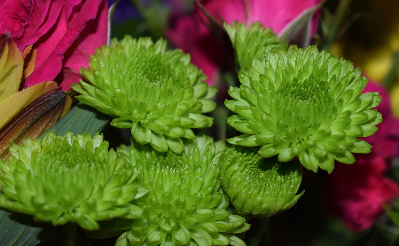 Nikon D3300 sample photo. Green chrysanthemums, chrysanthemum, flower photography