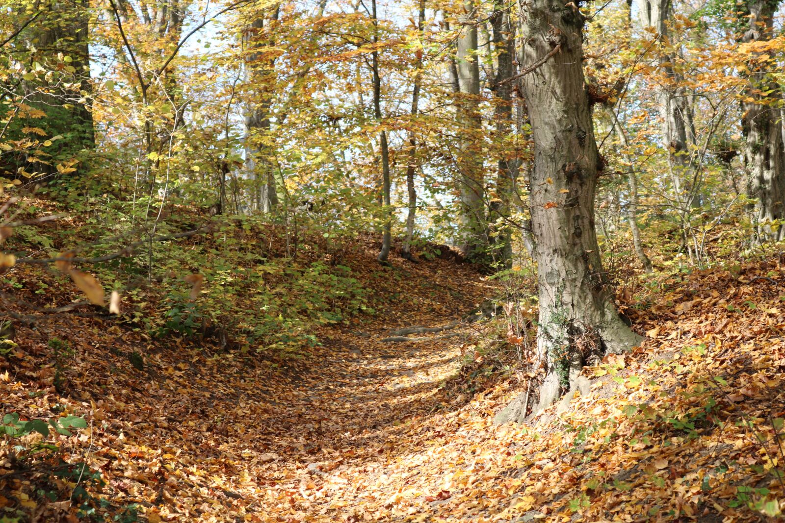 Canon EOS 750D (EOS Rebel T6i / EOS Kiss X8i) sample photo. Forest, autumn, leaves photography