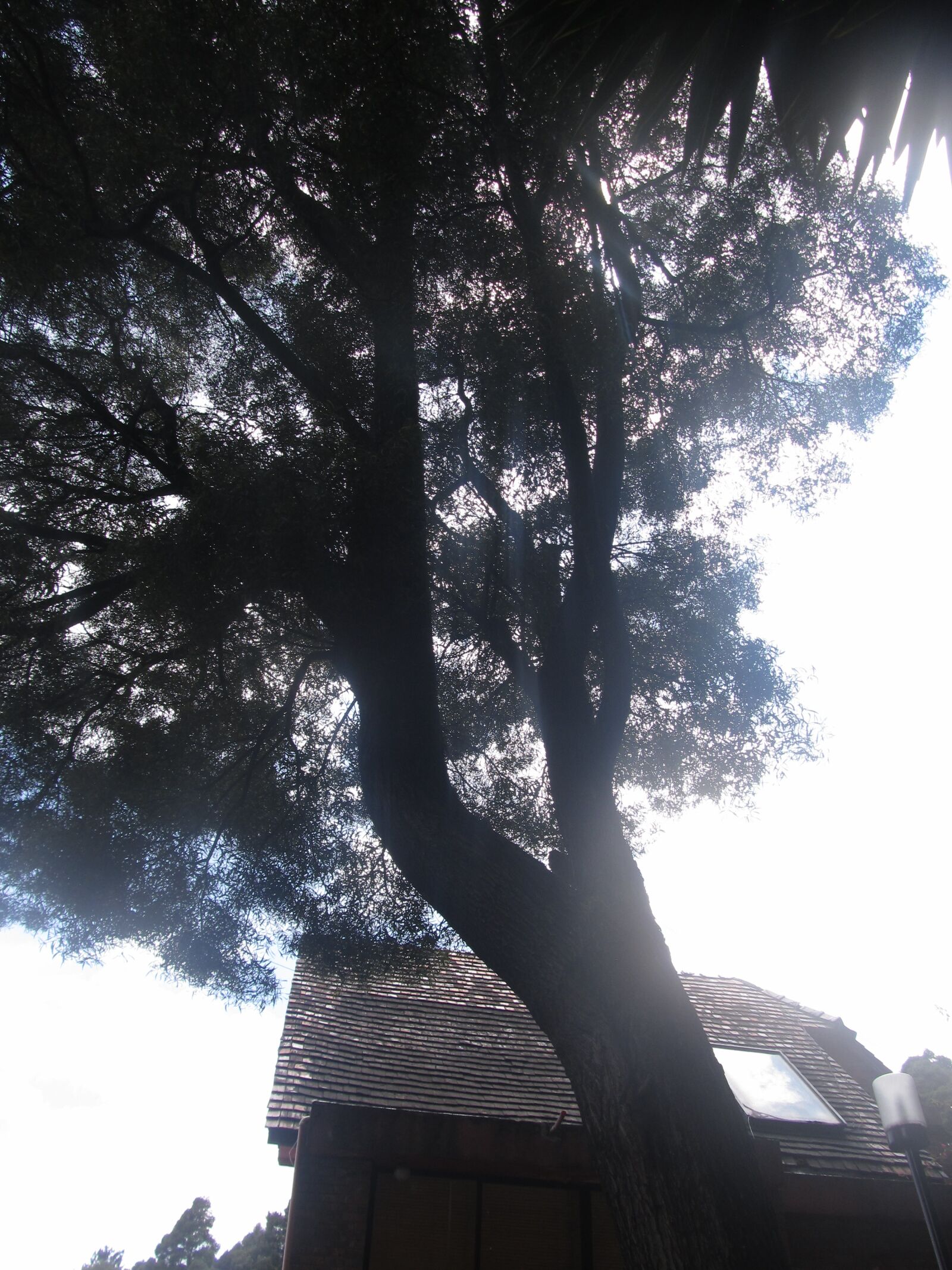 Canon PowerShot SX130 IS sample photo. Arbolado, zona verde, vegetaci photography