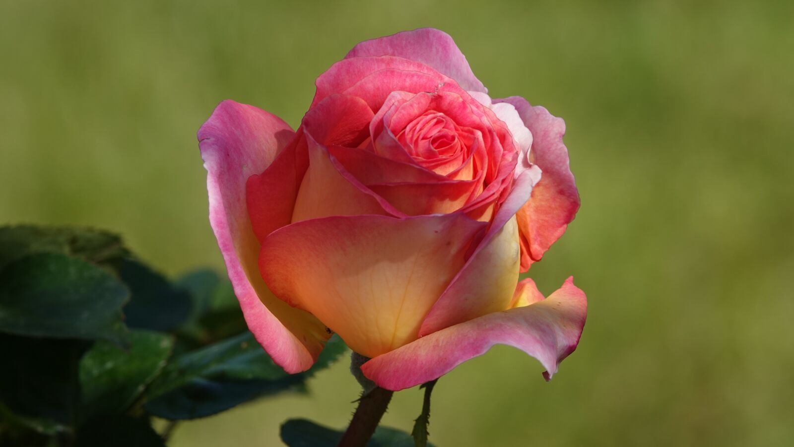 Sony Cyber-shot DSC-RX10 IV sample photo. Pink, may, nature photography