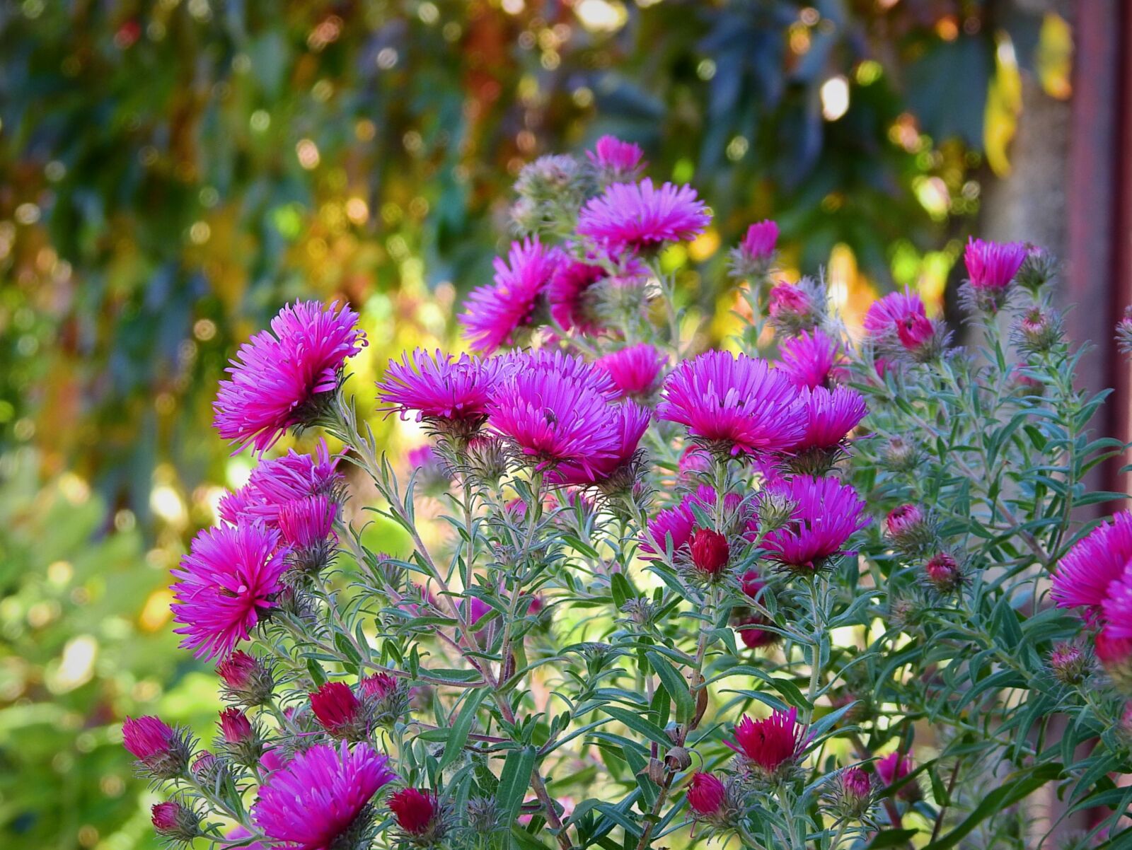 Nikon Coolpix P900 sample photo. Flowers, garden, autumn photography
