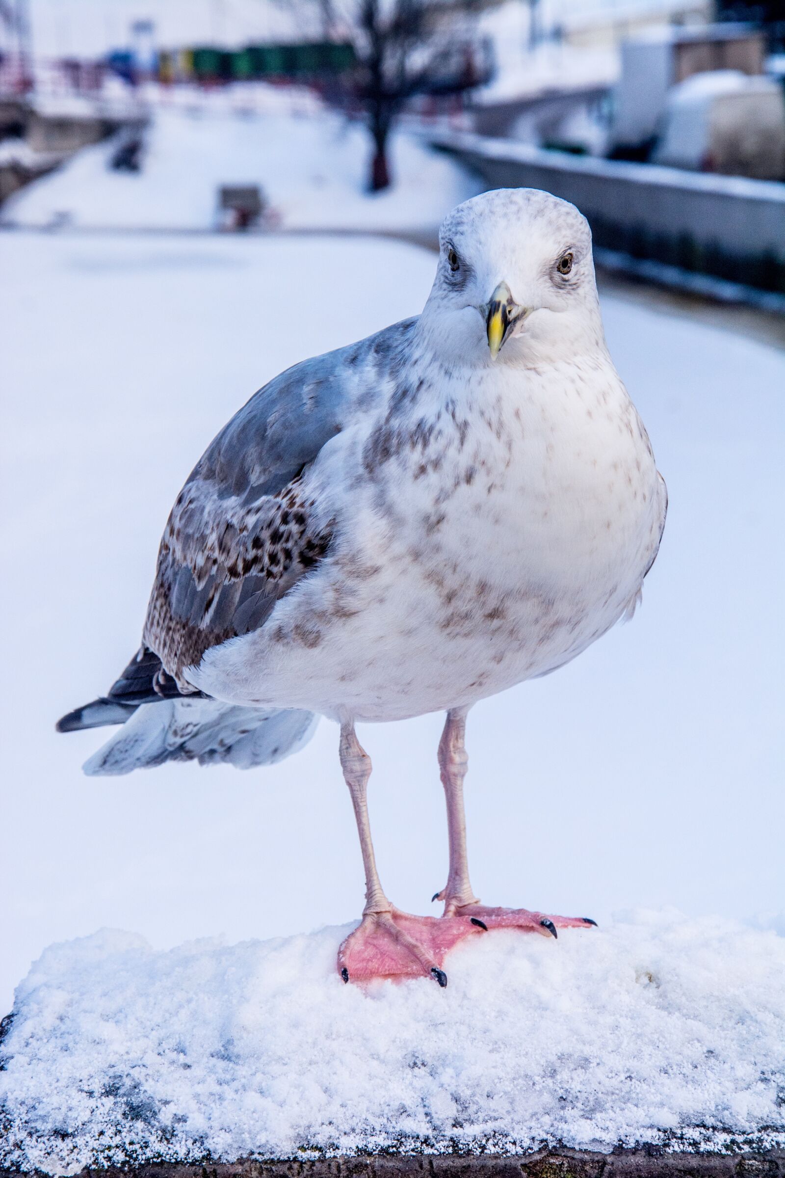 Nikon D7100 sample photo. Seagull, snow, animal photography