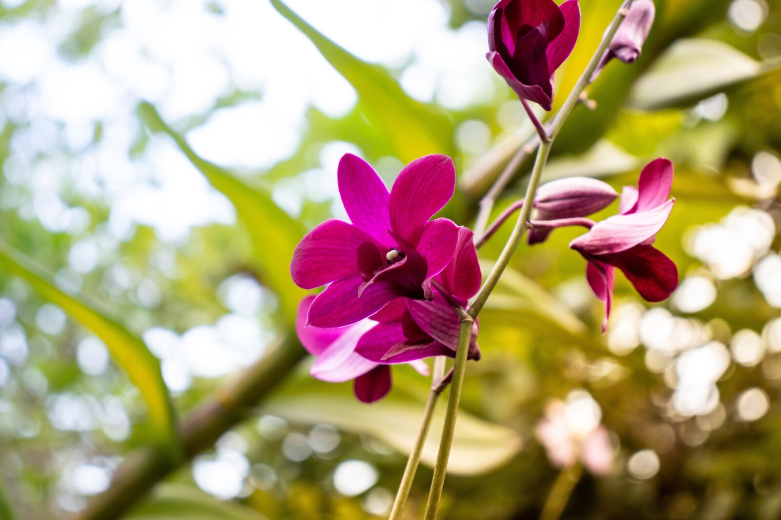 Canon EOS 800D (EOS Rebel T7i / EOS Kiss X9i) sample photo. Purple orchids, orchid flowers photography