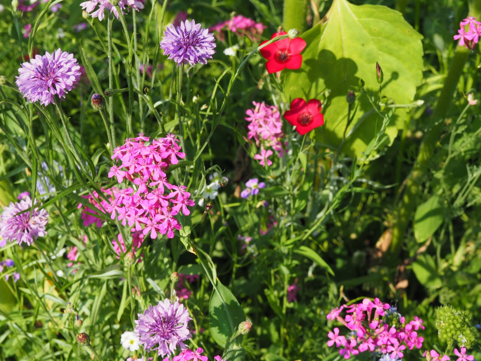 Olympus OM-D E-M10 sample photo. Flower, nature, colorful photography