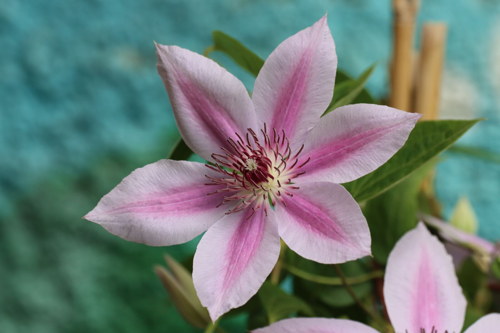 Canon EOS 90D sample photo. Clematis, creeper, plant photography