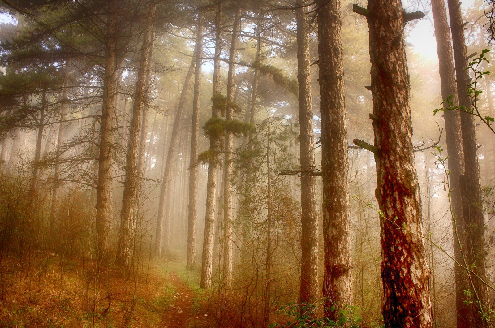 Canon EOS 40D sample photo. Forest, trees, wood photography