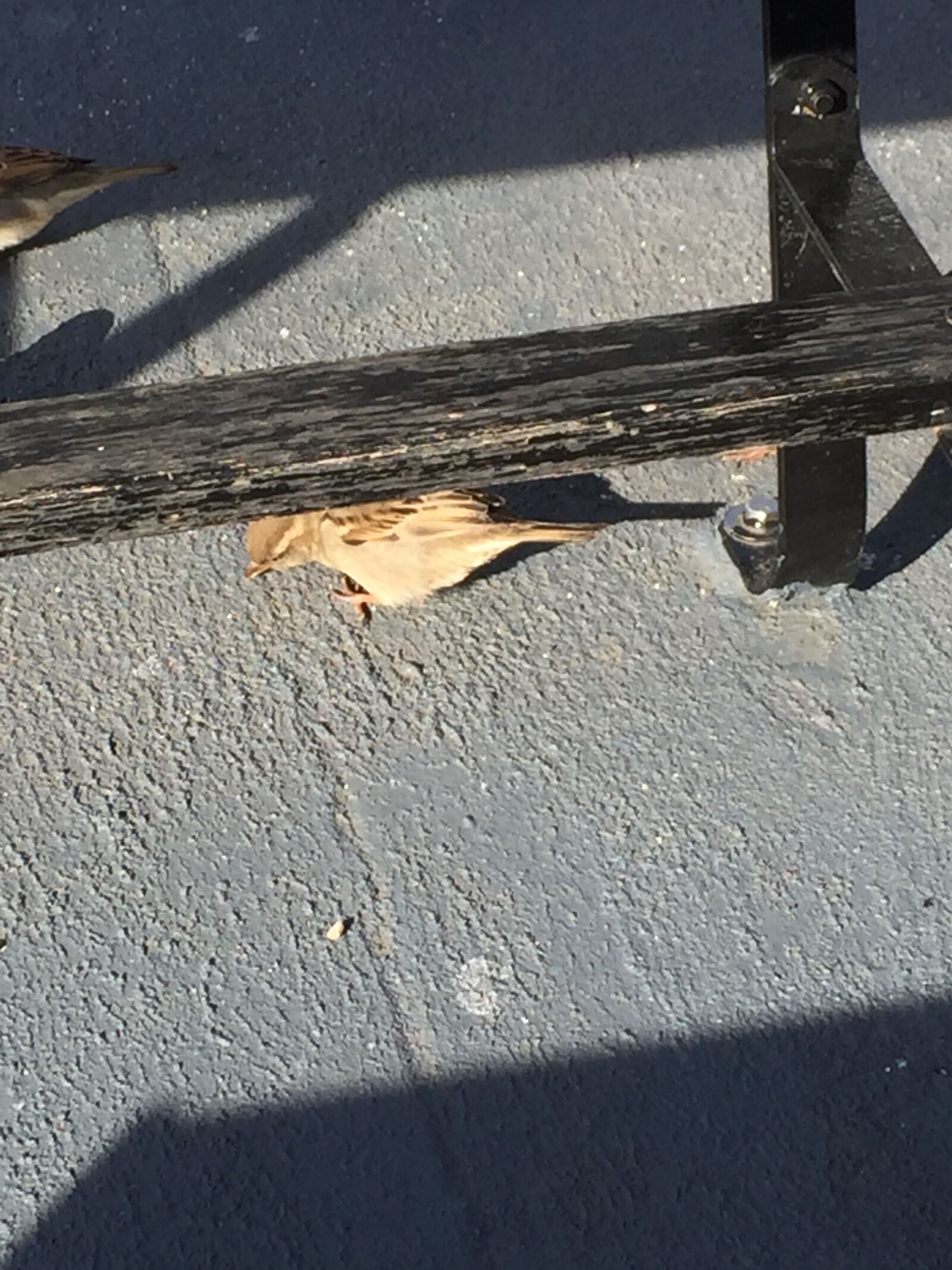 iPhone 6 Plus back camera 4.15mm f/2.2 sample photo. Bird, concrete, wood photography