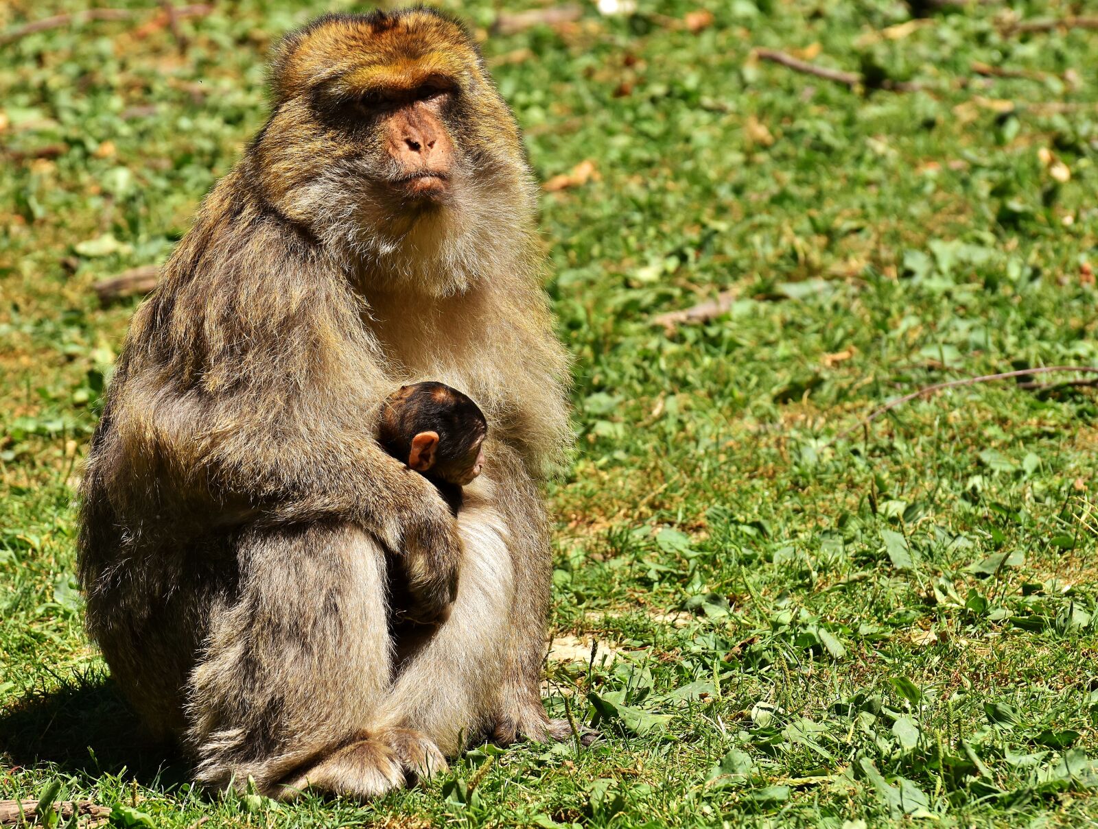 Nikon D7200 sample photo. Ape, baby monkey, barbary photography