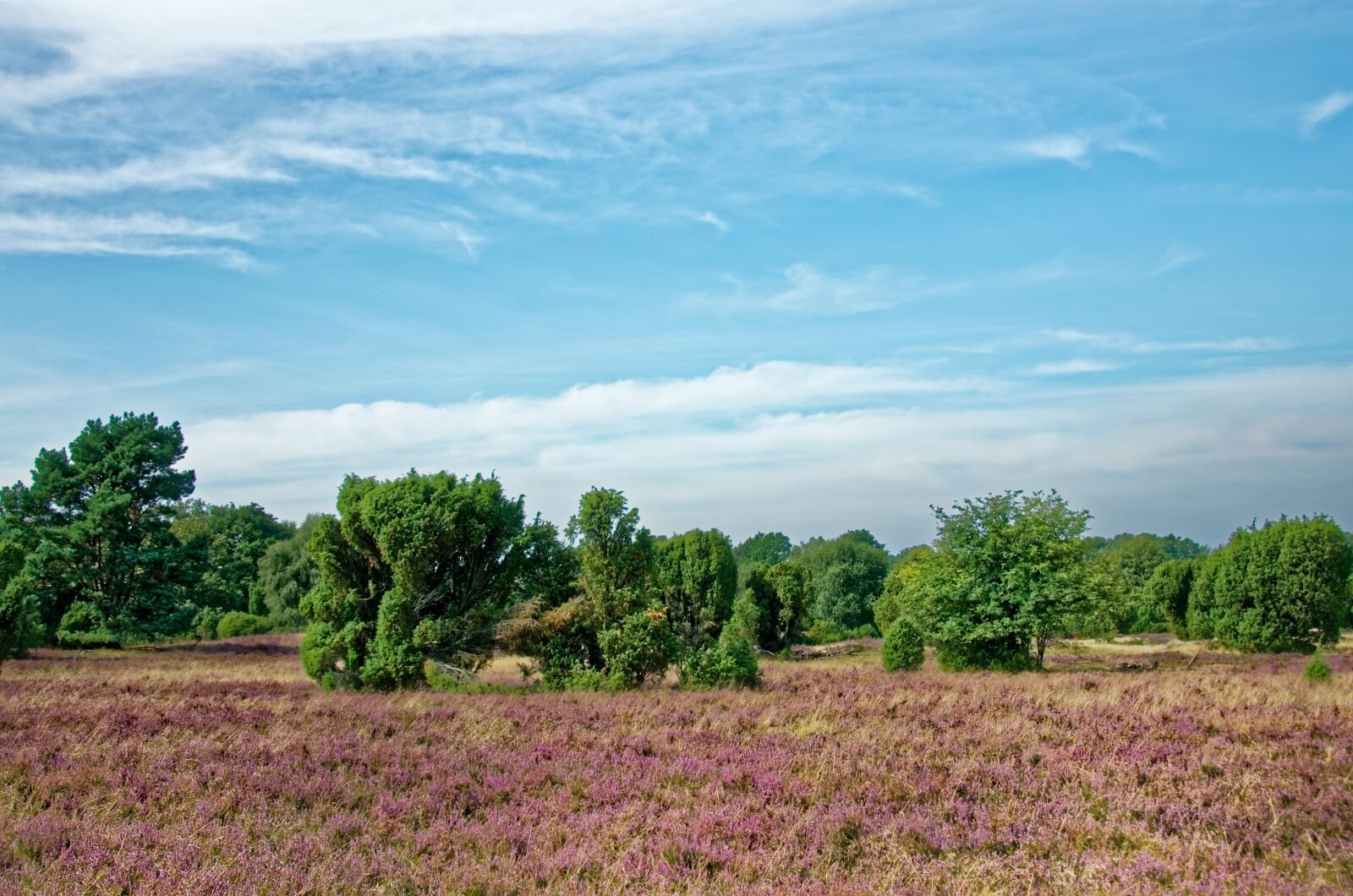 Nikon D7000 sample photo. Germany, l neburg heath photography