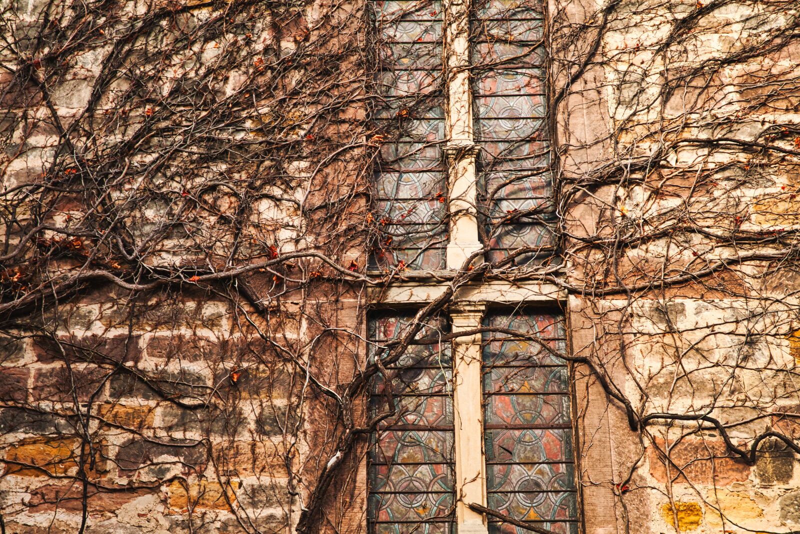 Canon EOS 5D sample photo. Wall, church, ivy photography
