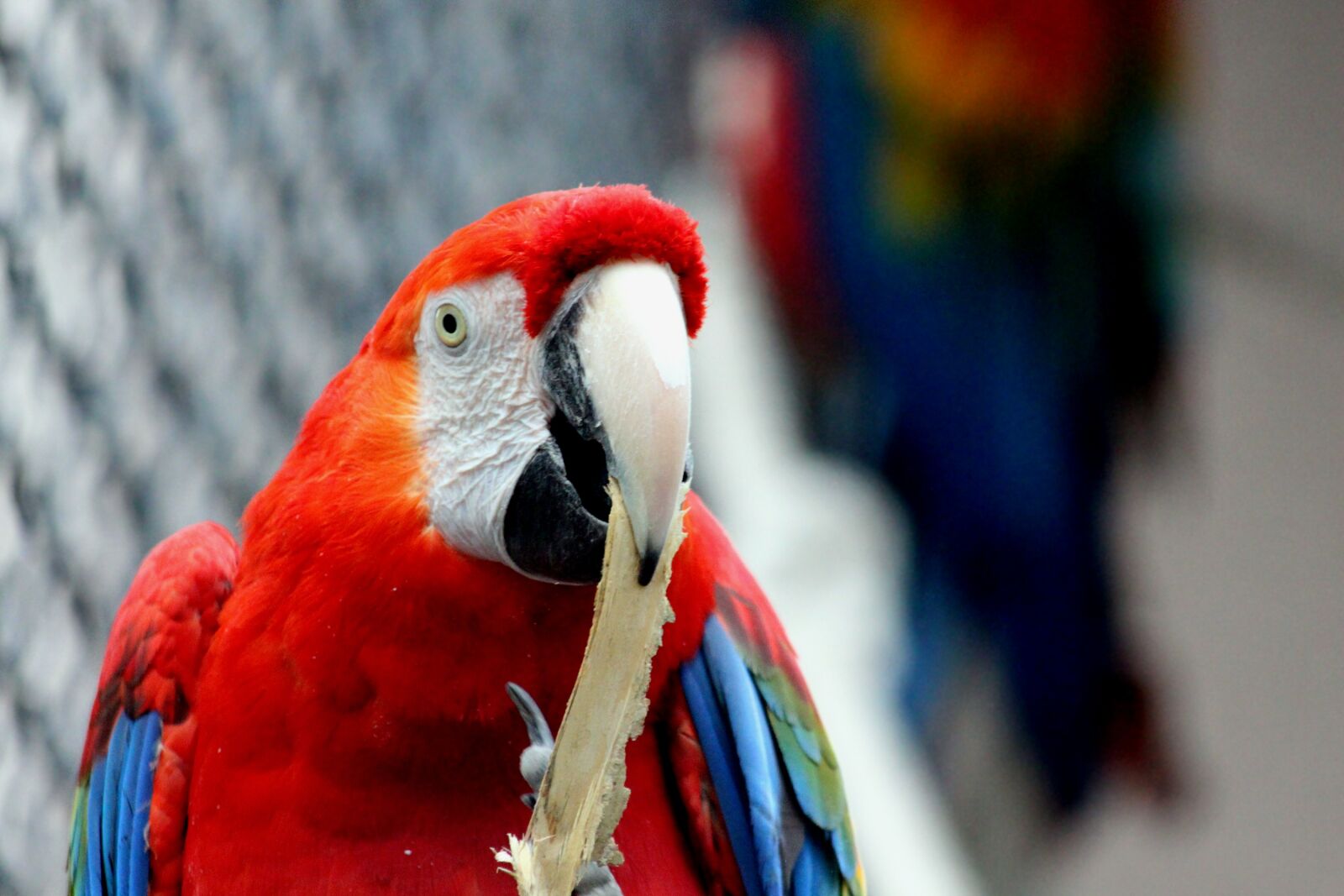 Canon EOS 650D (EOS Rebel T4i / EOS Kiss X6i) sample photo. Ara, parrot, red macaw photography