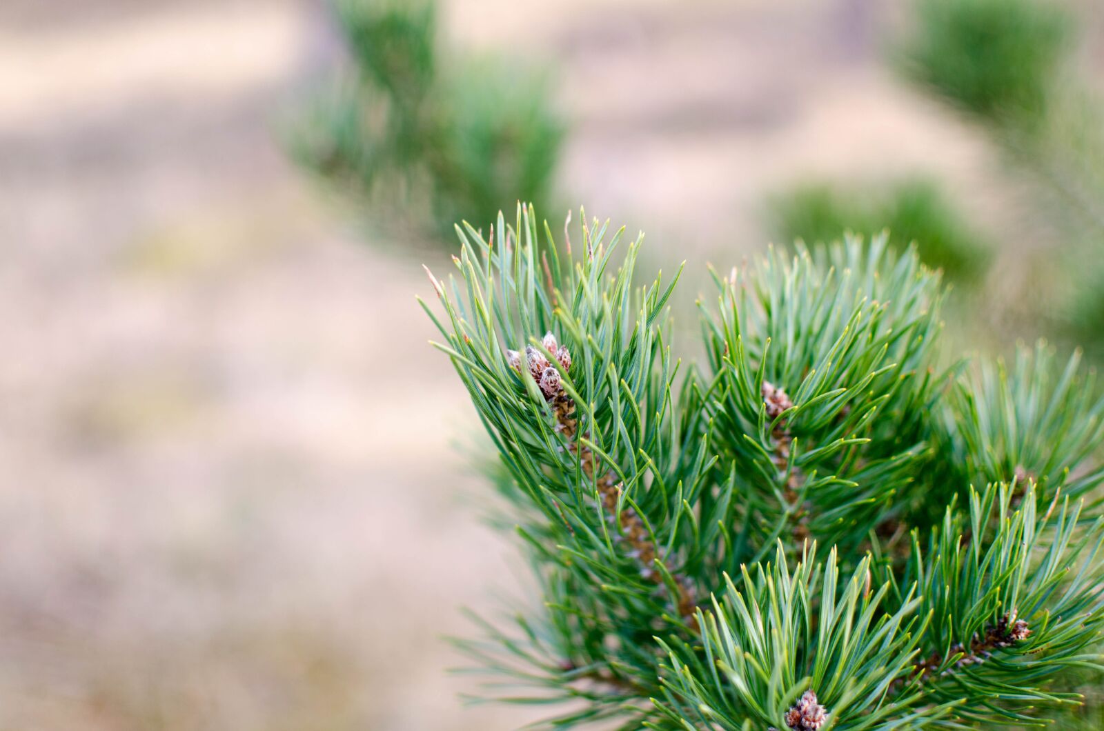 Nikon D5100 sample photo. Pinus sylvestris, pine, evergreen photography