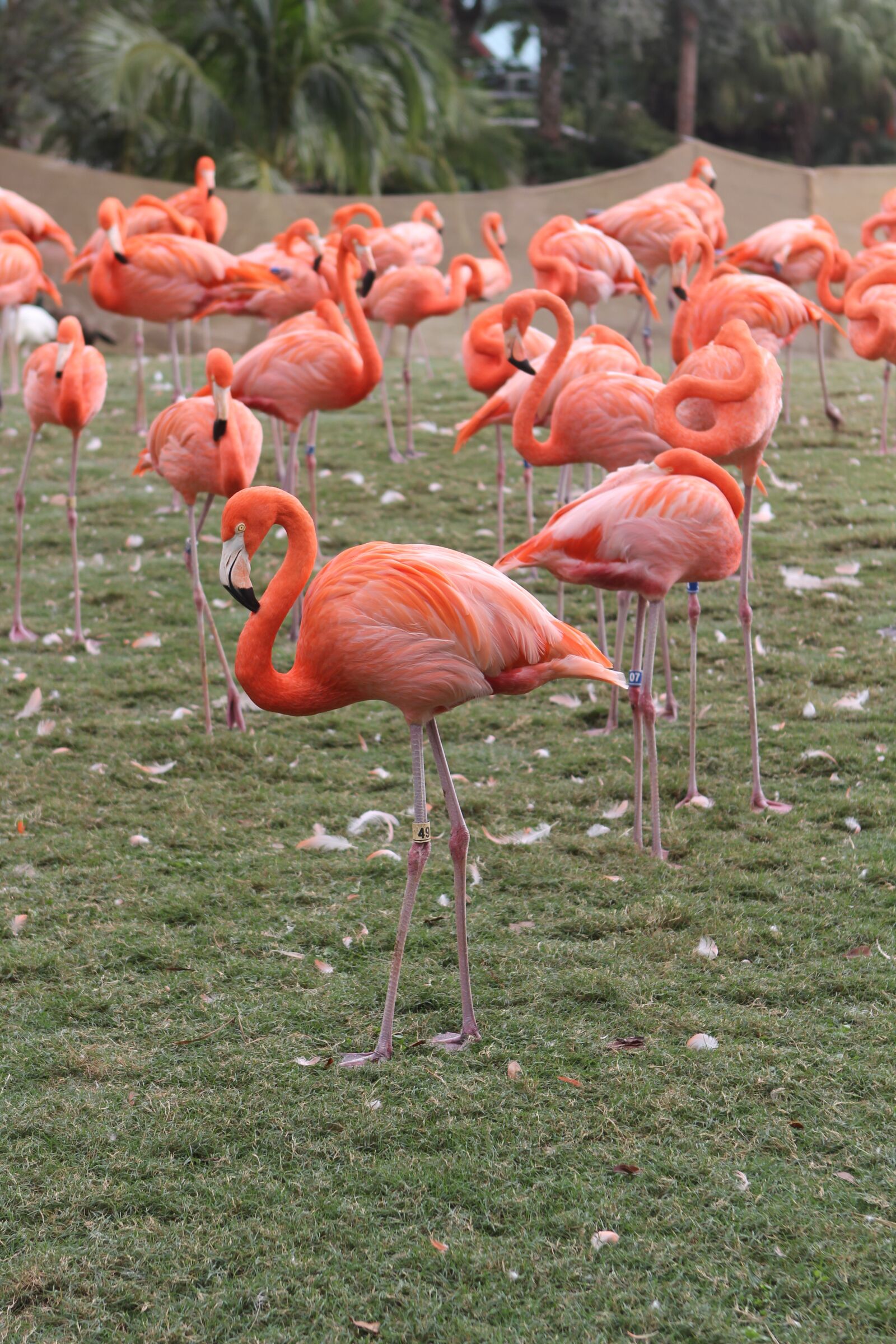 Canon EOS 60D sample photo. Flamingos, pink, flock photography