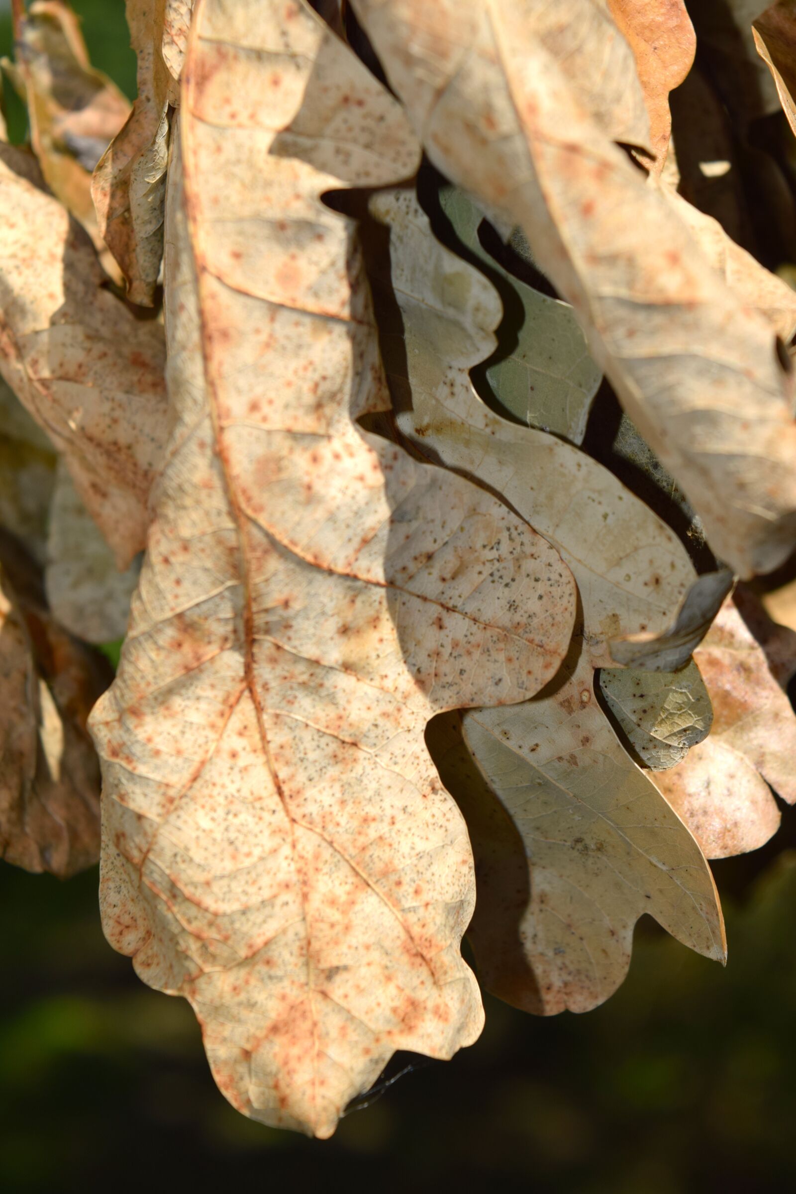 Nikon D5300 sample photo. Oak, leaf, withered photography