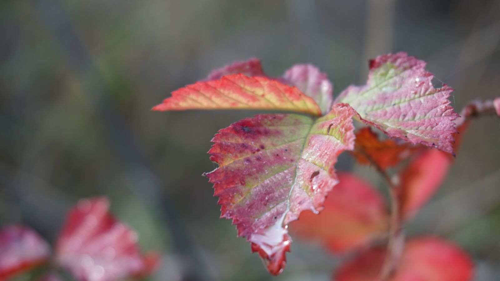 Sony E 16-50mm F3.5-5.6 PZ OSS sample photo. Leaf, autumn, fall leaves photography
