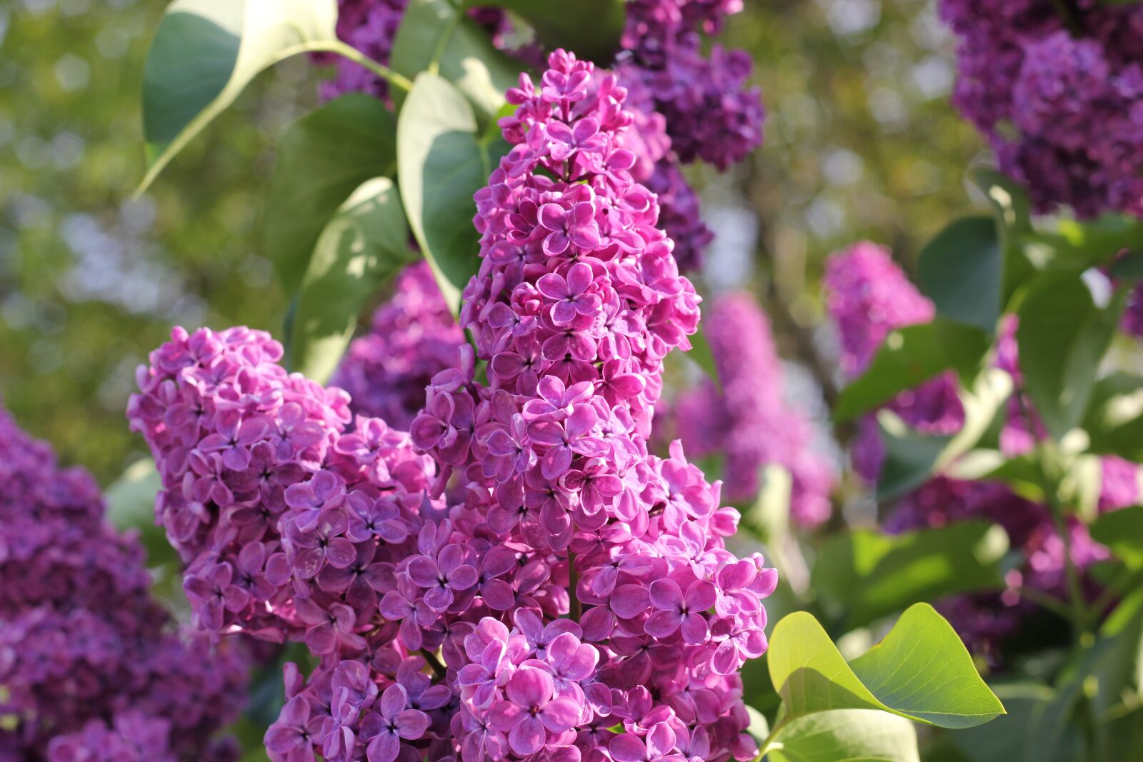 Canon EOS 550D (EOS Rebel T2i / EOS Kiss X4) sample photo. Lilac, violet, floral photography