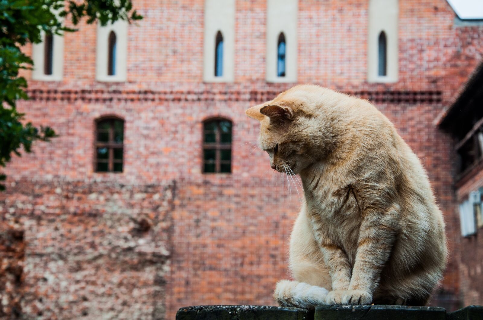 Nikon D5000 sample photo. Cat, sitting, fur photography
