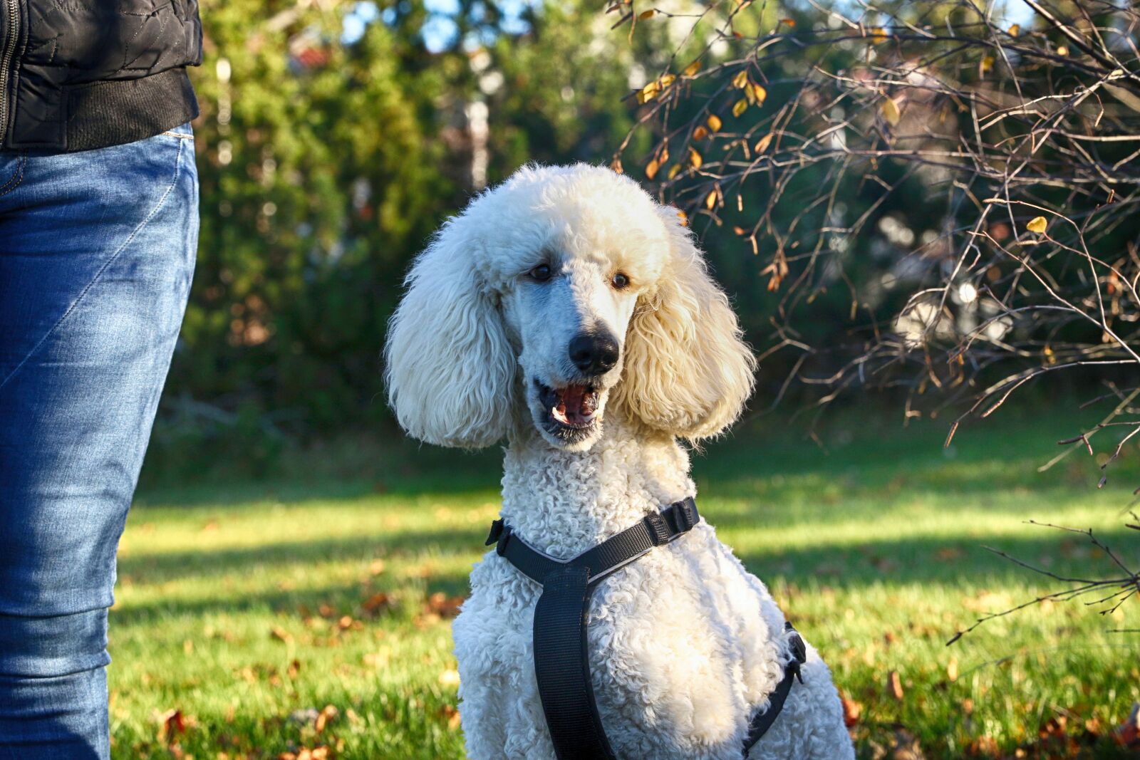 Canon EOS 7D Mark II sample photo. Poodle, portrait, dog photography