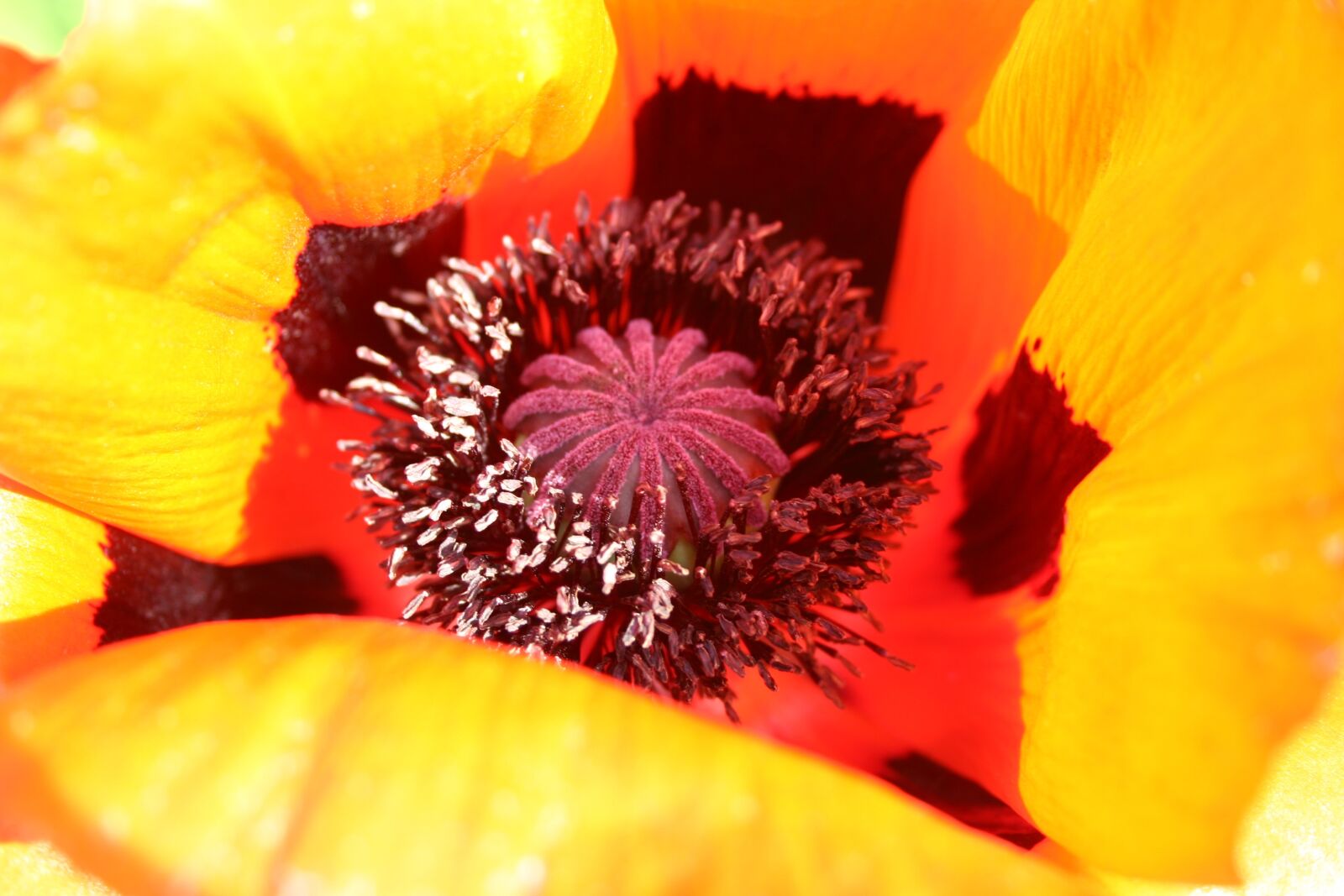 Canon EOS 300D (EOS Digital Rebel / EOS Kiss Digital) sample photo. Poppy, blossom, bloom photography