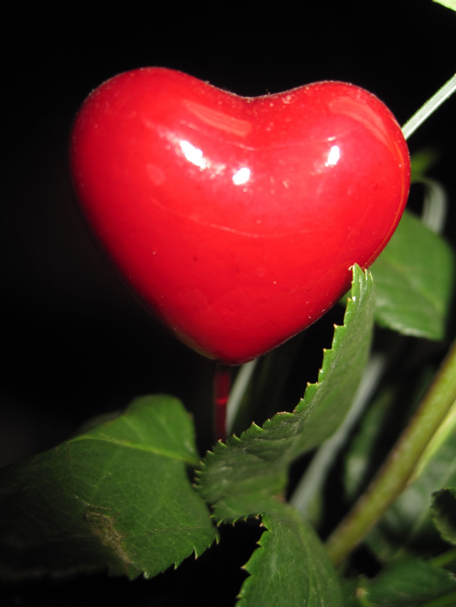 Canon PowerShot SD1200 IS (Digital IXUS 95 IS / IXY Digital 110 IS) sample photo. Mother day heart, herzchen photography