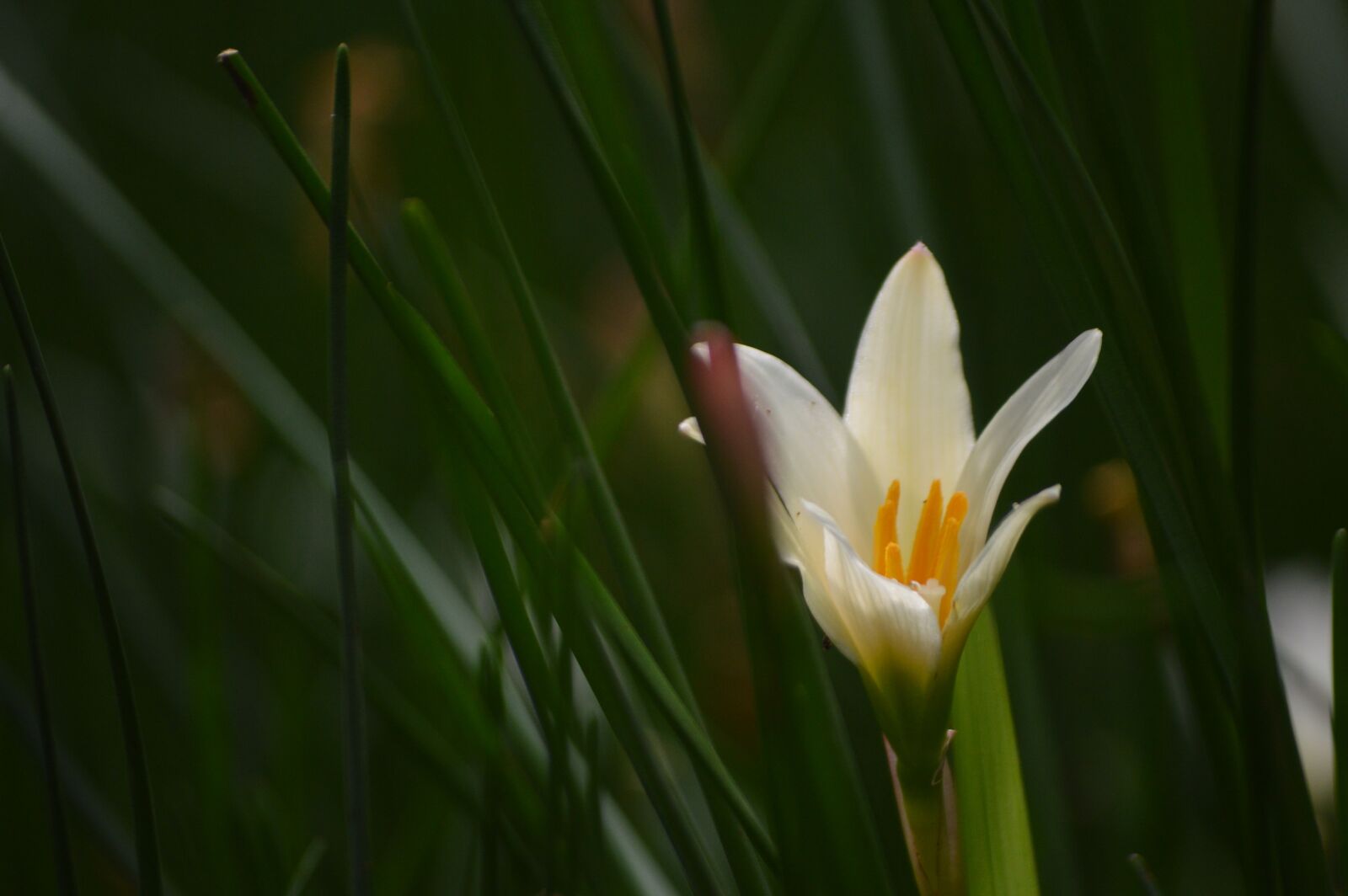 Nikon D3200 sample photo. Flower, macro, white photography