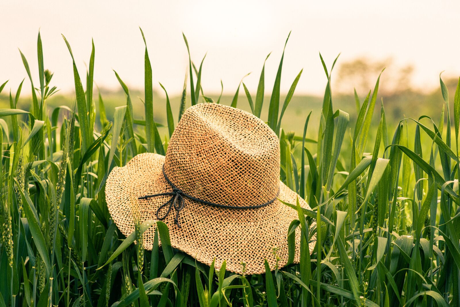 Nikon D7200 sample photo. Farm, field, grain photography