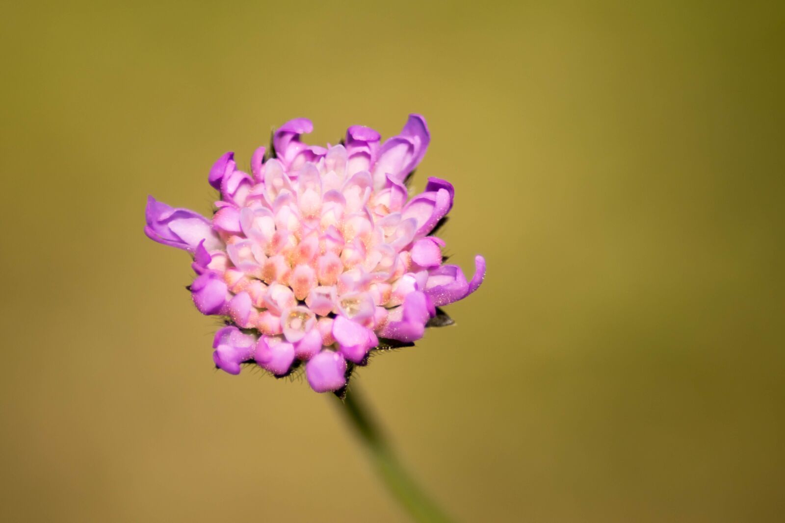 Nikon D5300 sample photo. Blossom, bloom, unknown photography