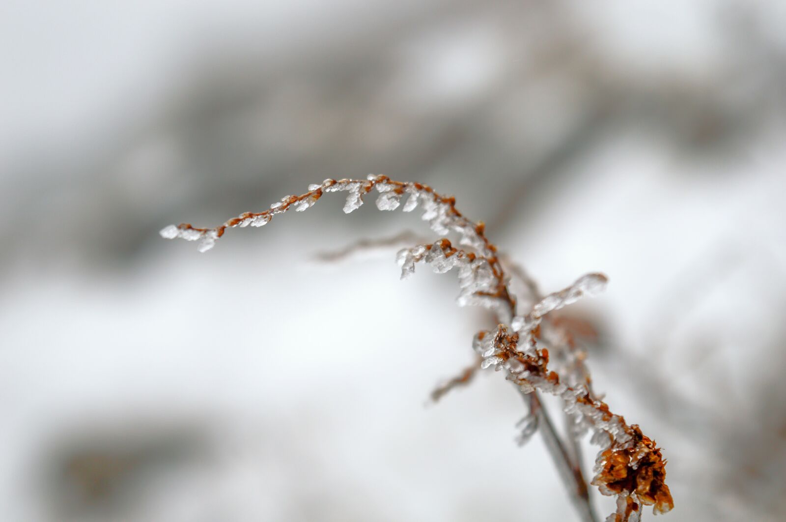 Nikon D3200 sample photo. Blur, close, close, up photography