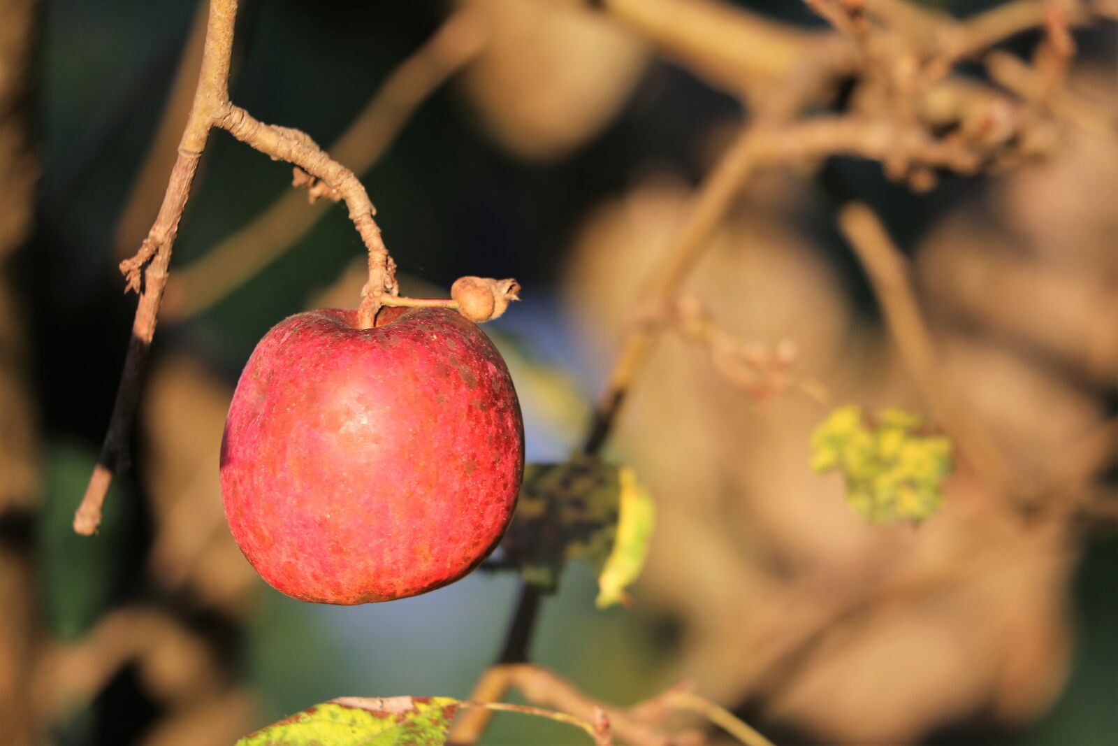 Canon EF 70-300 F4-5.6 IS II USM sample photo. Red apple, tree, sunset photography