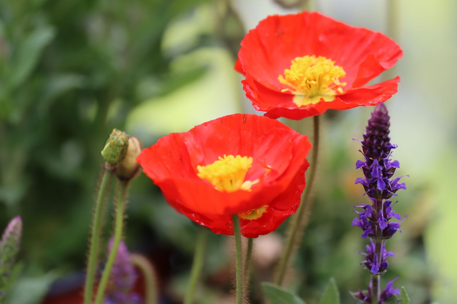 Canon EOS 90D sample photo. Poppy, sage color, meadow photography